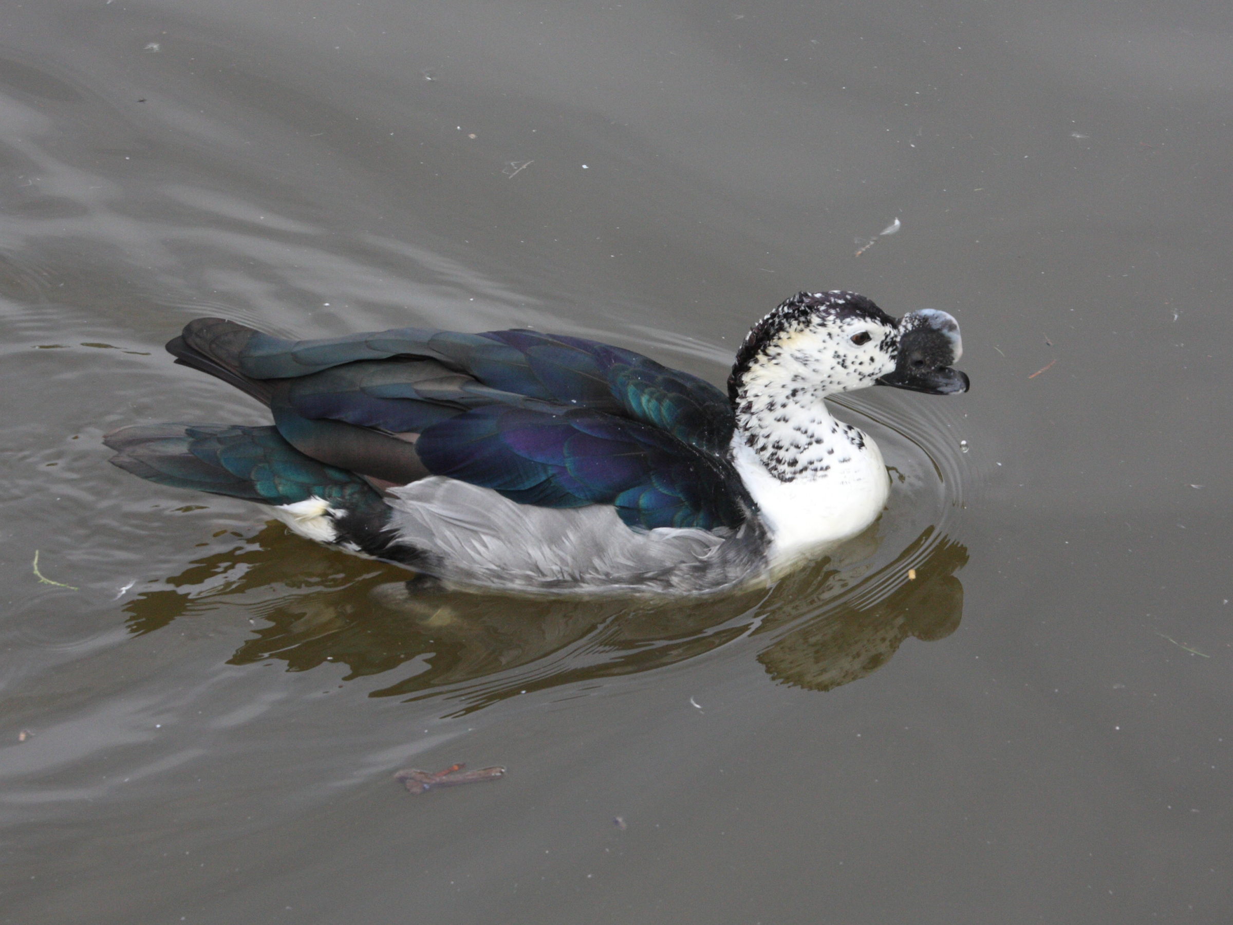Afficher le média canard_a_bosse_-_sarkidiornis_melanotos1md canard_a_bosse_-_sarkidiornis_melanotos1md