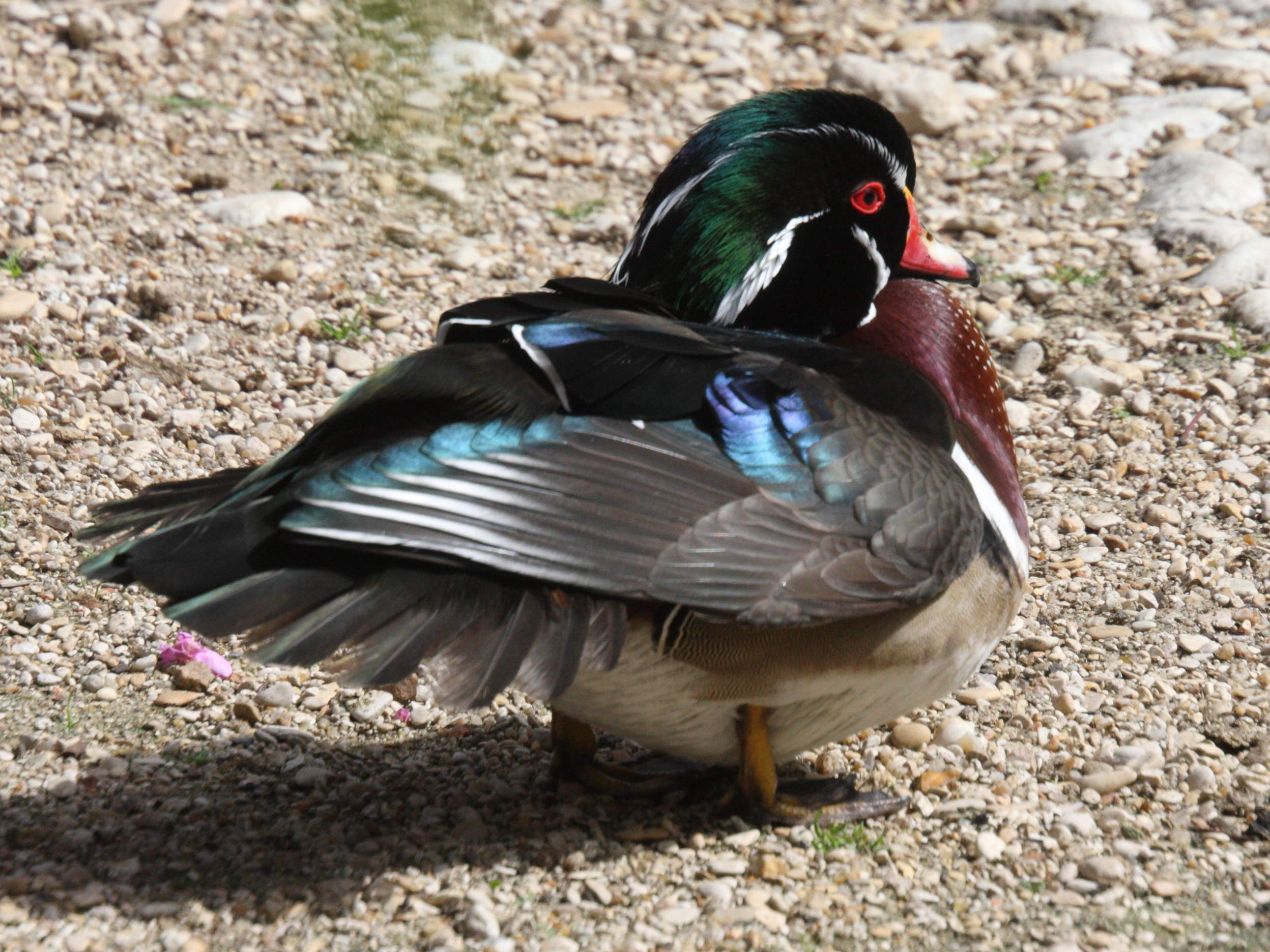 canard_carolin_-_aix_sponsa1md