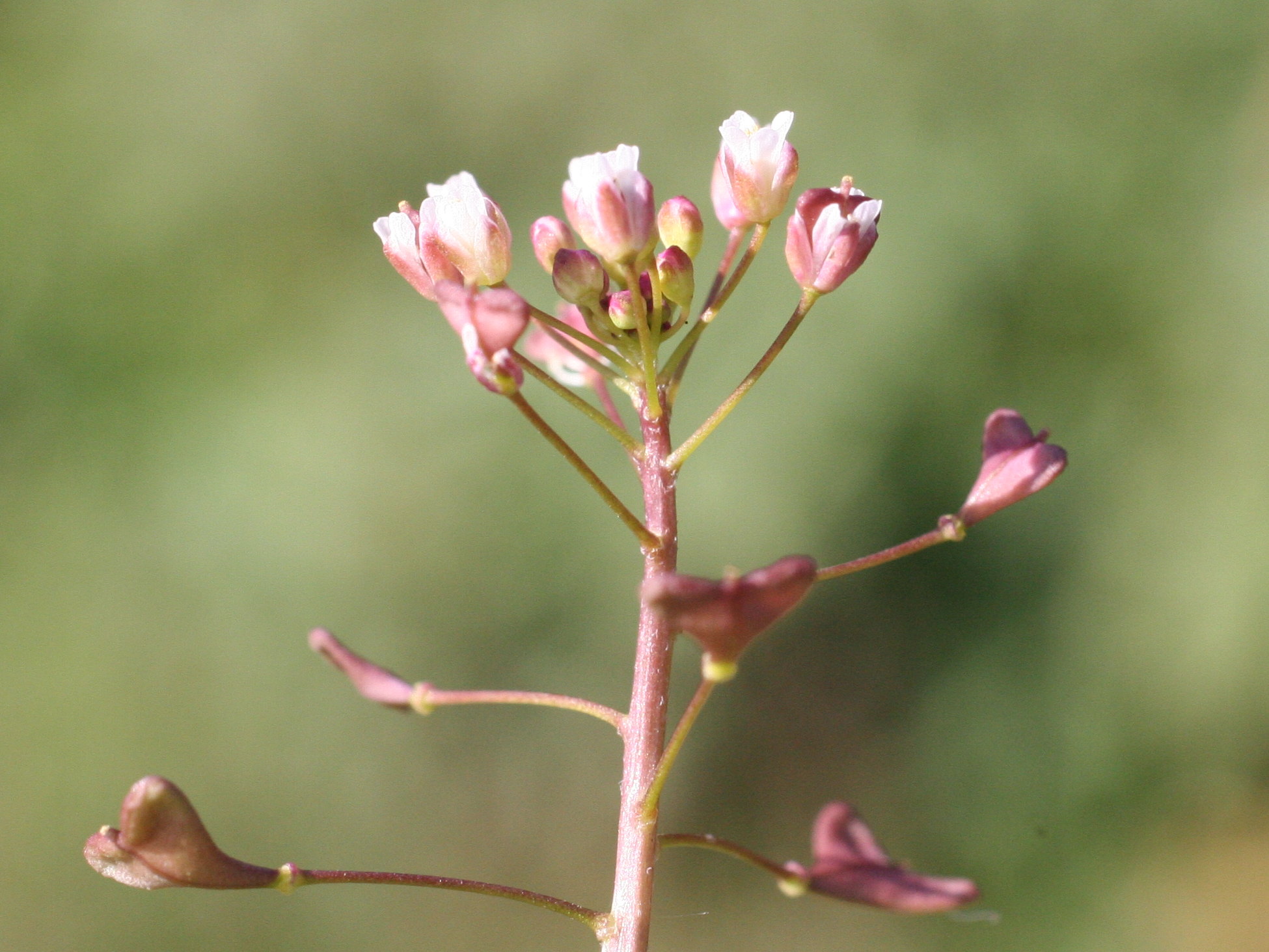 Afficher le média capsella_rubella4md capsella_rubella4md