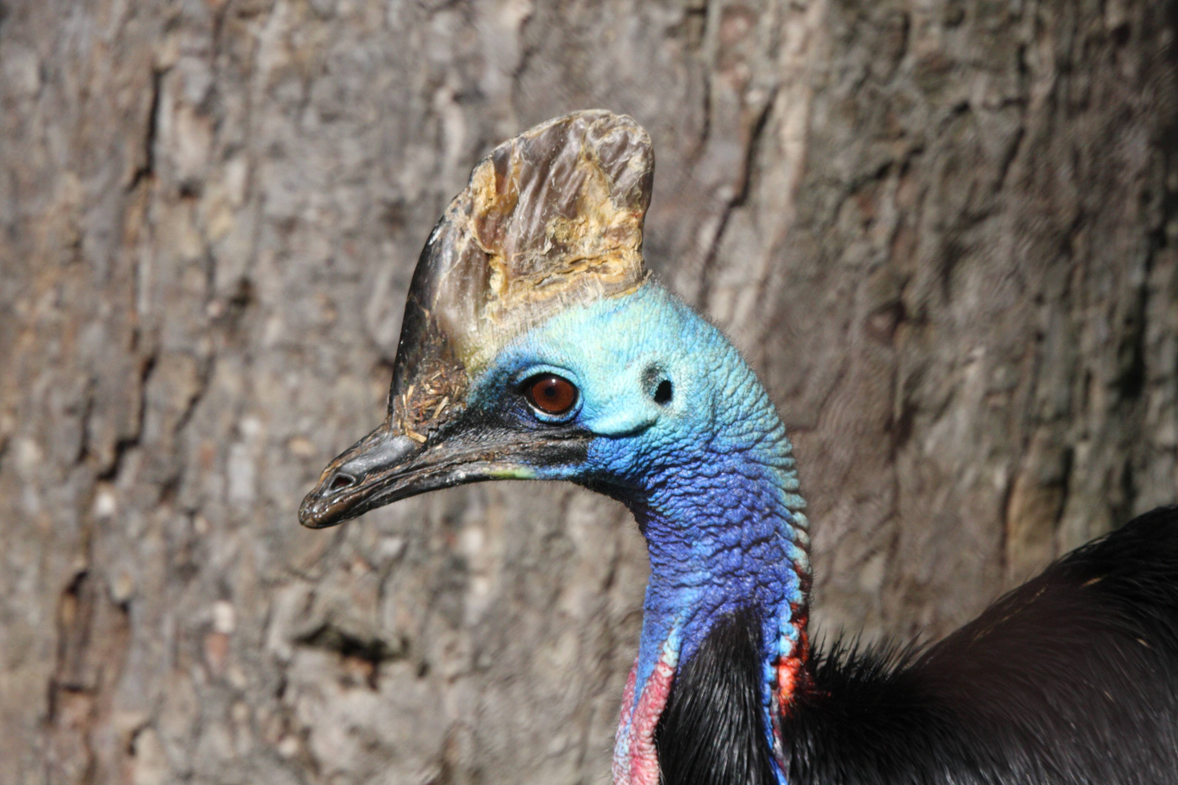 casoar_a_casque_-_casuarius_casuarius3md