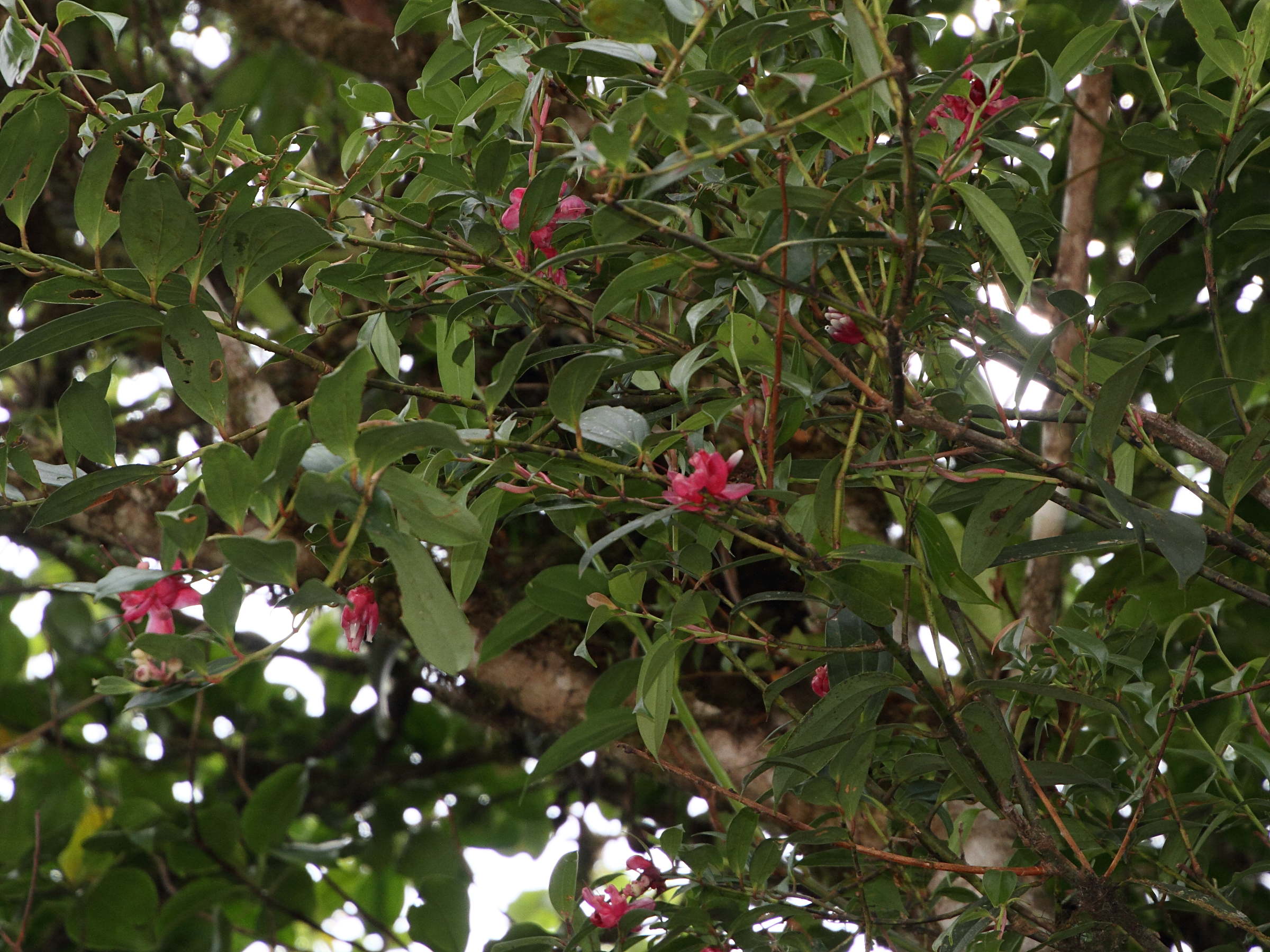 Afficher le média cavendishia_bracteata1md cavendishia_bracteata1md