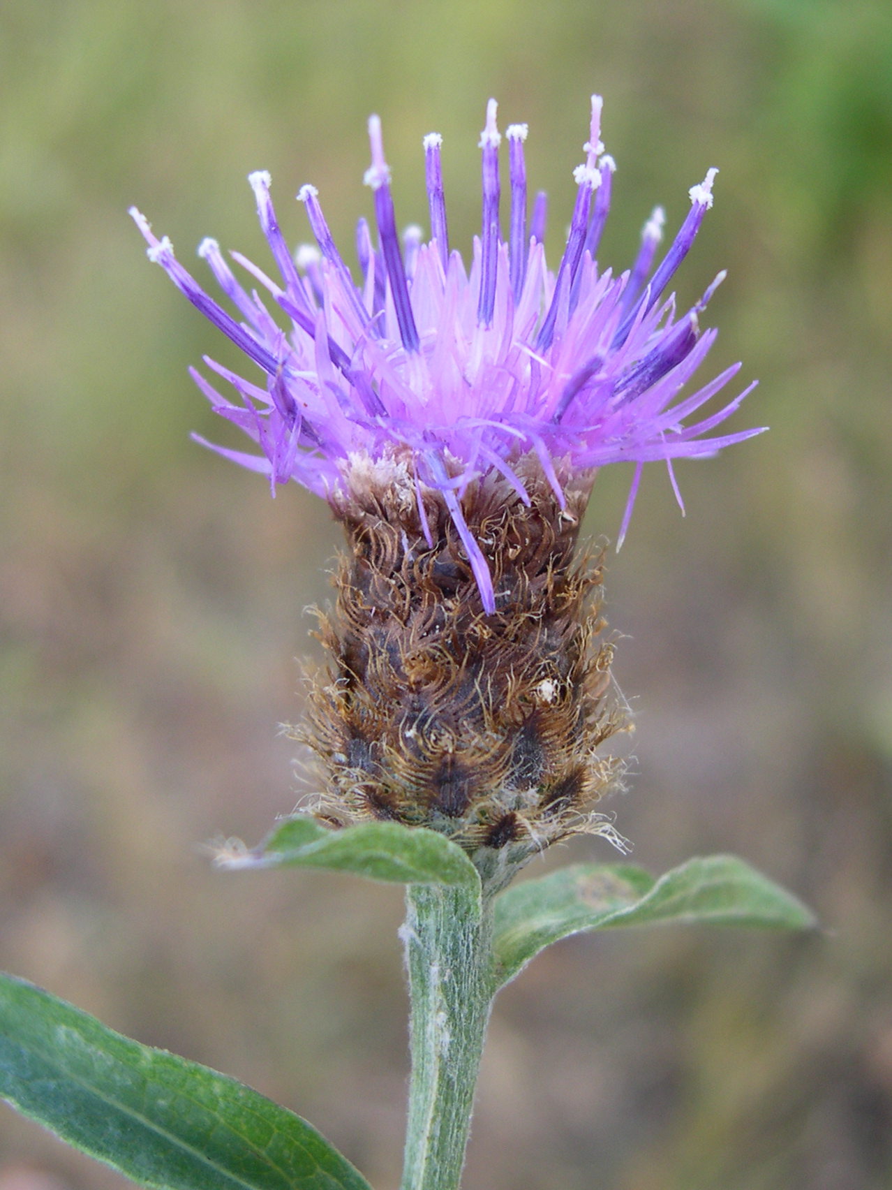 centaurea_nigra2md
