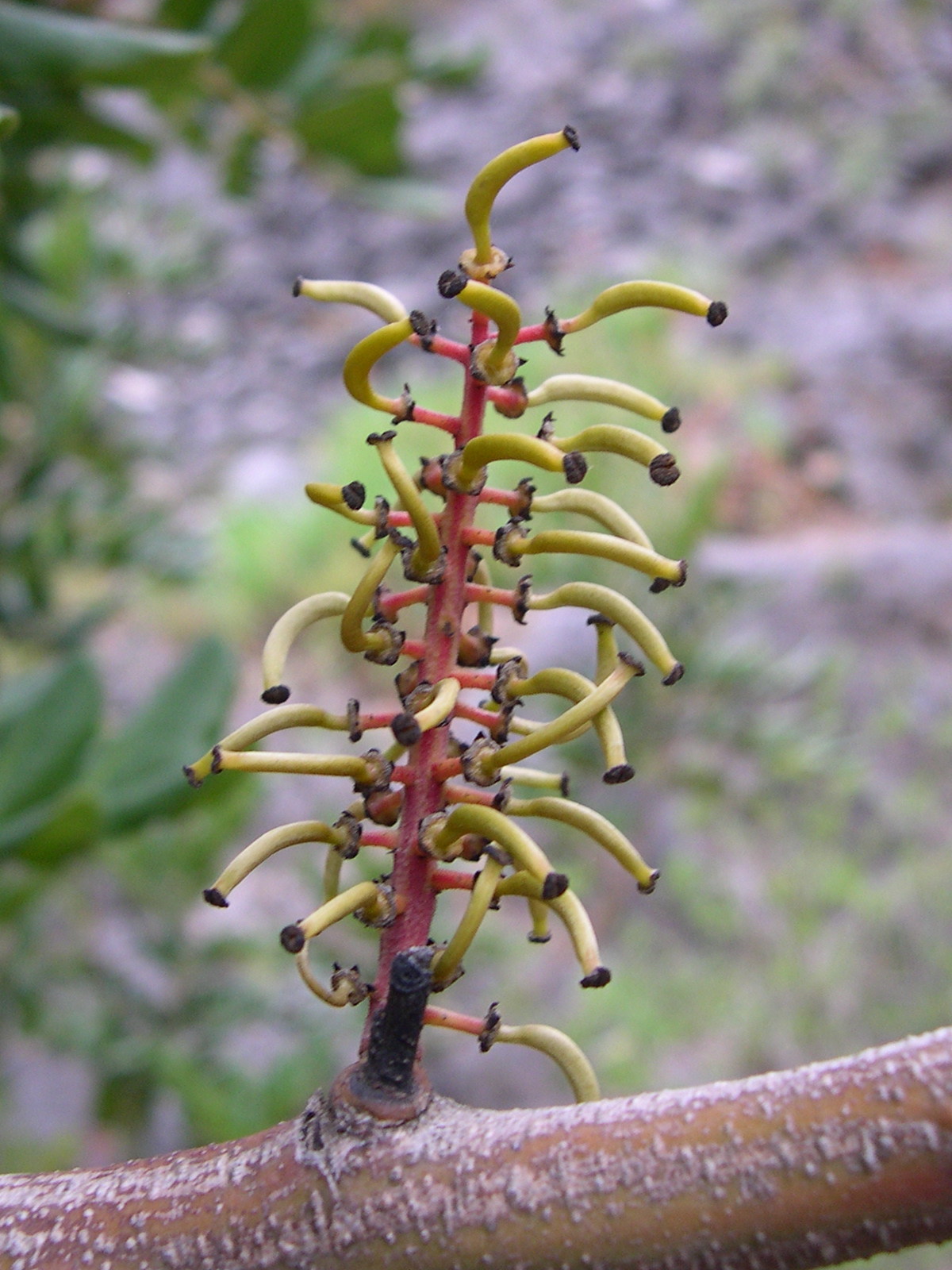 ceratonia_siliqua7md