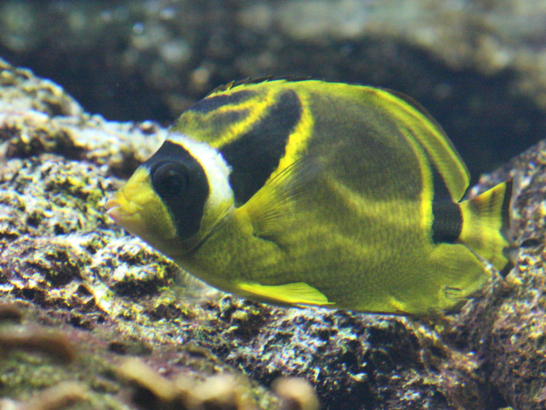 Afficher le média chaetodon_lunula1bd chaetodon_lunula1bd