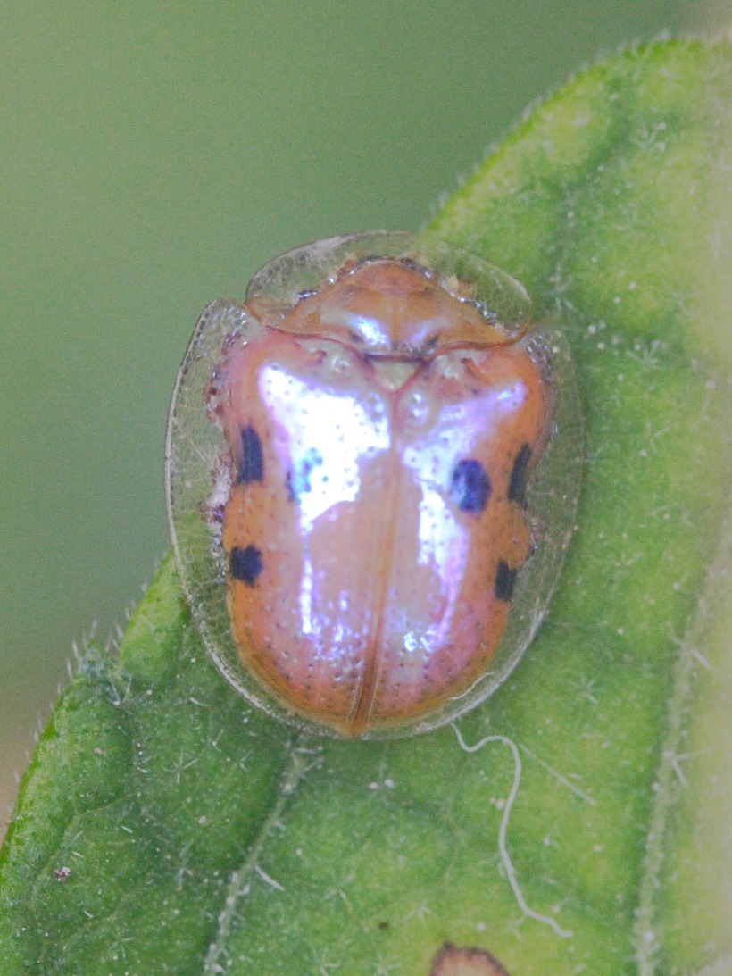 charidotella_sexpunctata1md