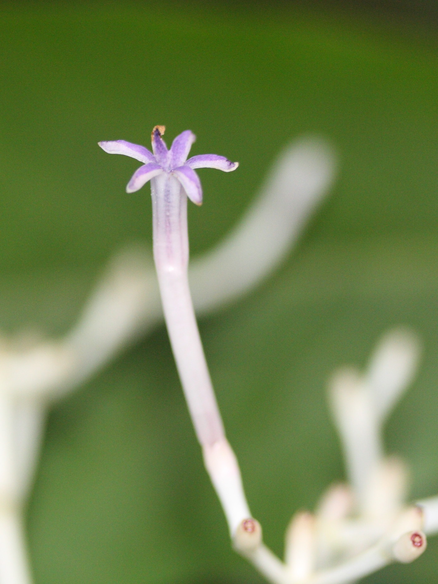 chassalia_corallioides6md