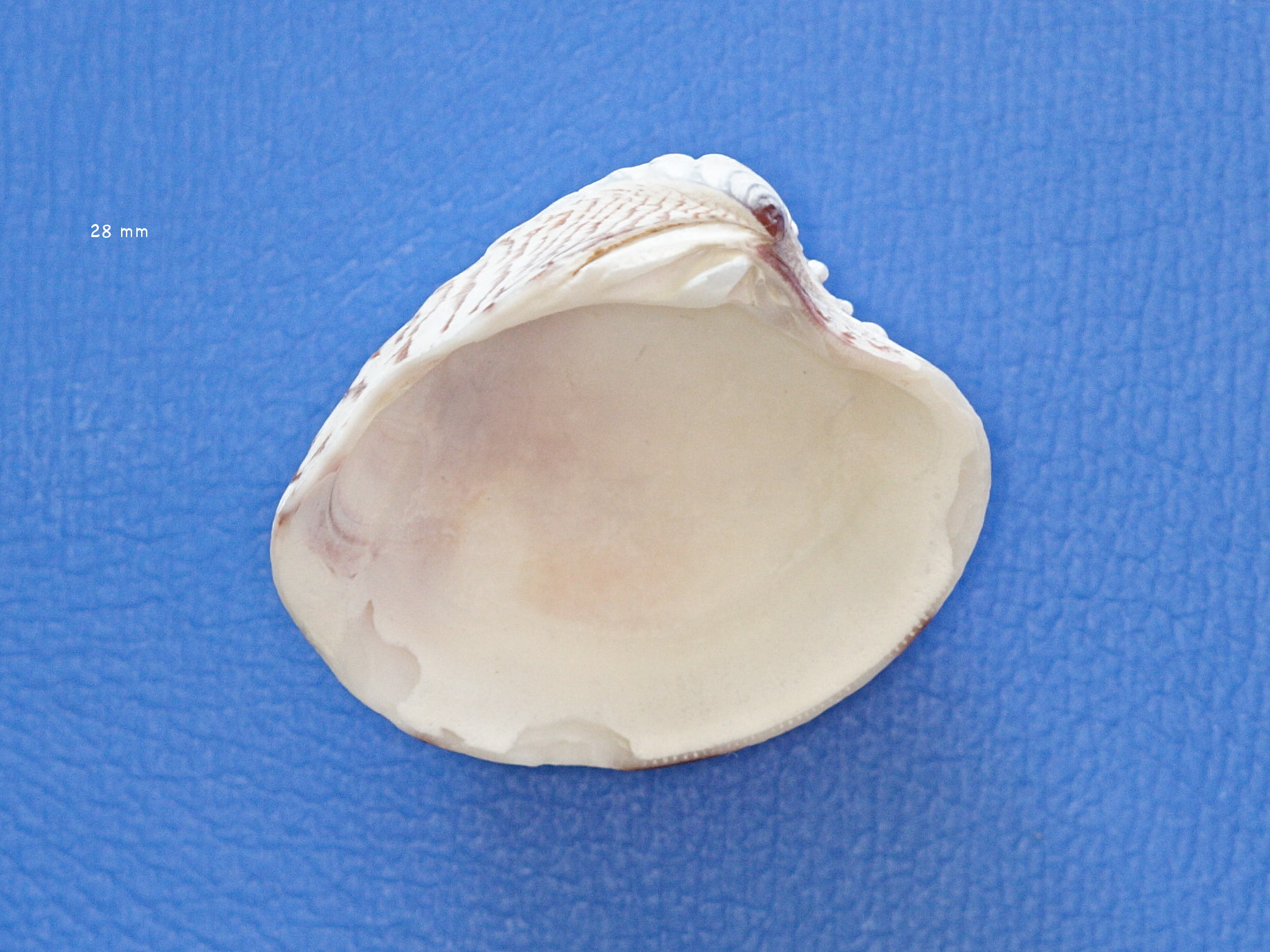 chione_cancellata3md