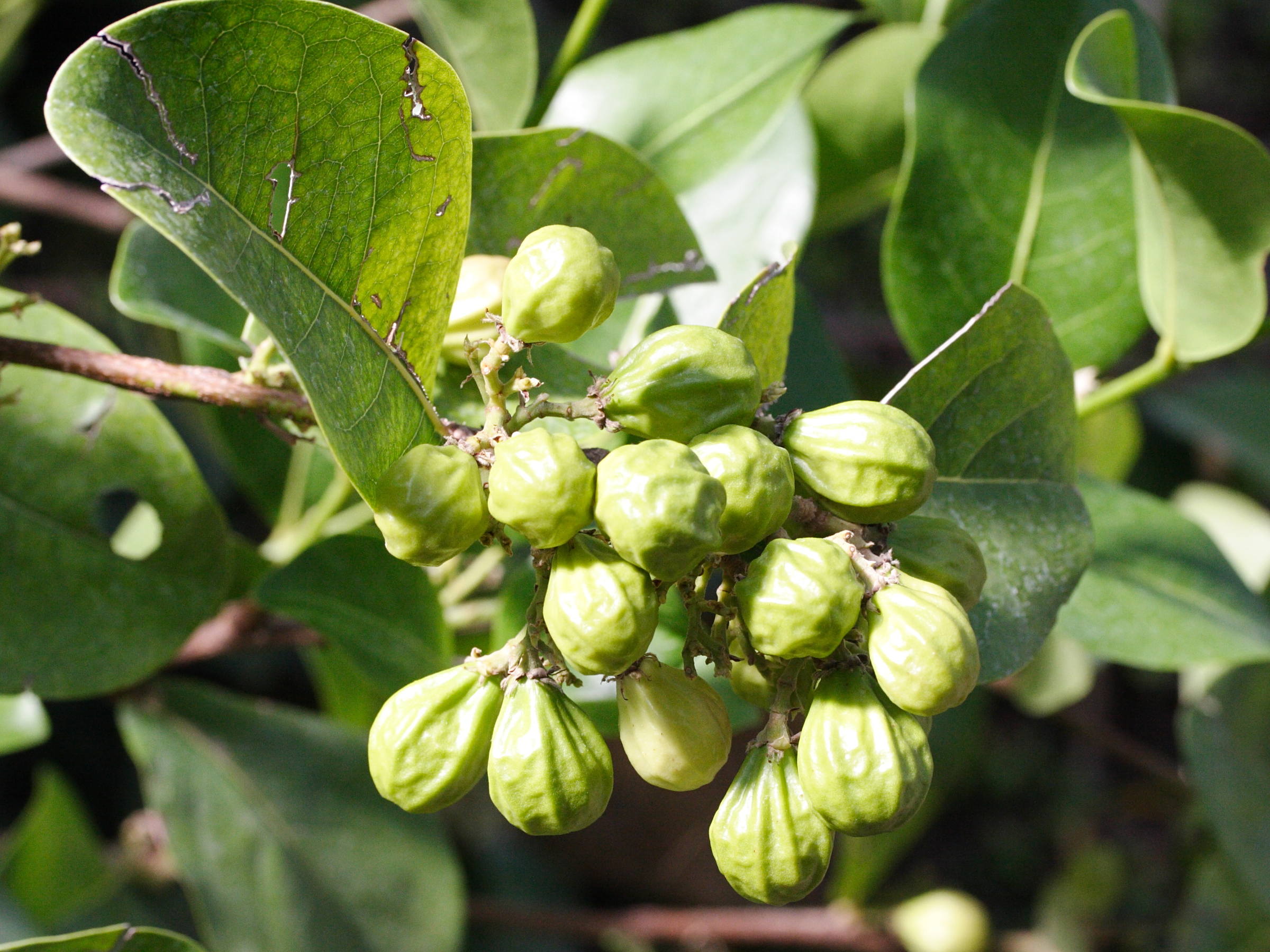 chrysobalanus_icaco3md