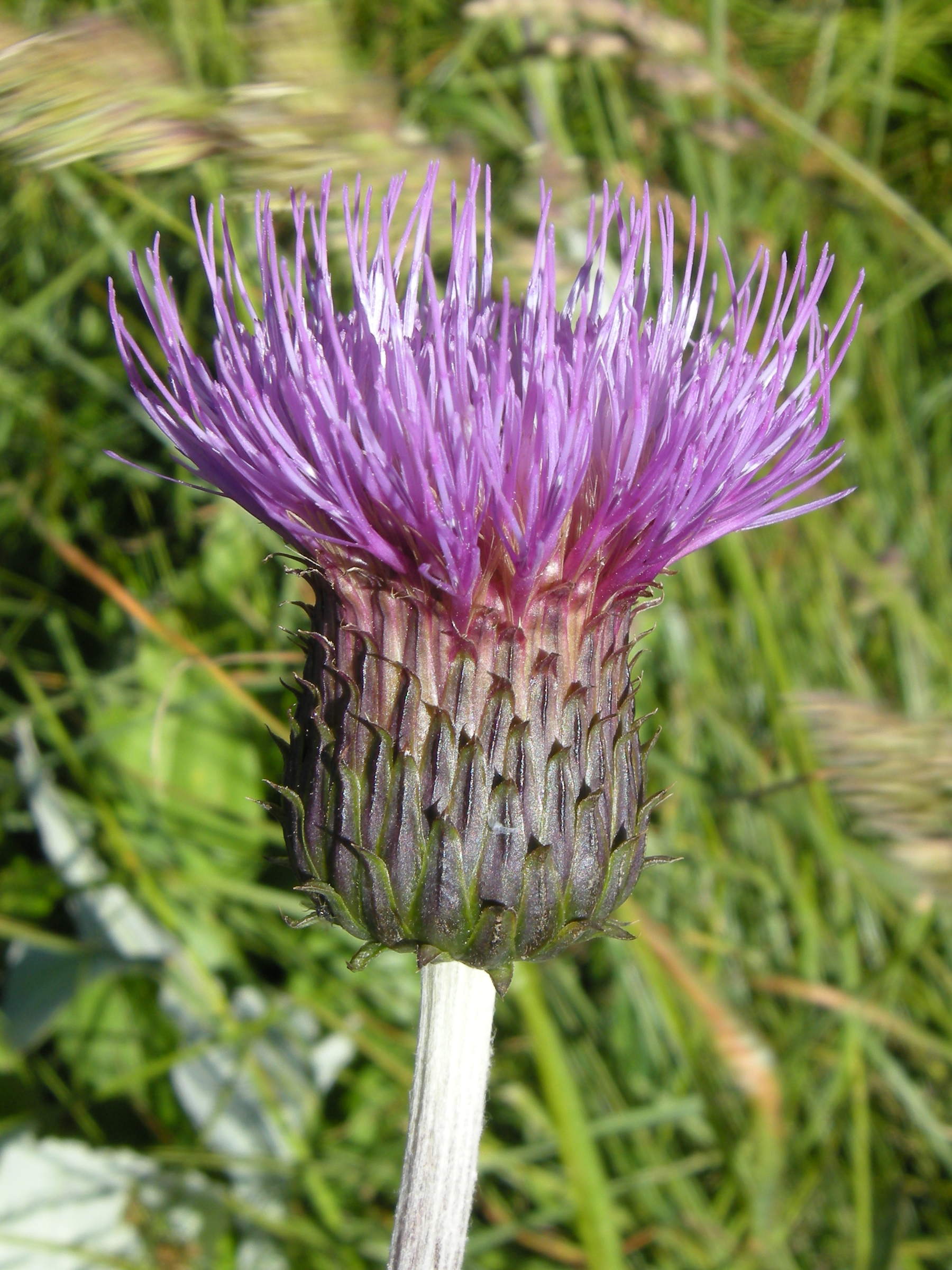 cirsium_heterophyllum4md