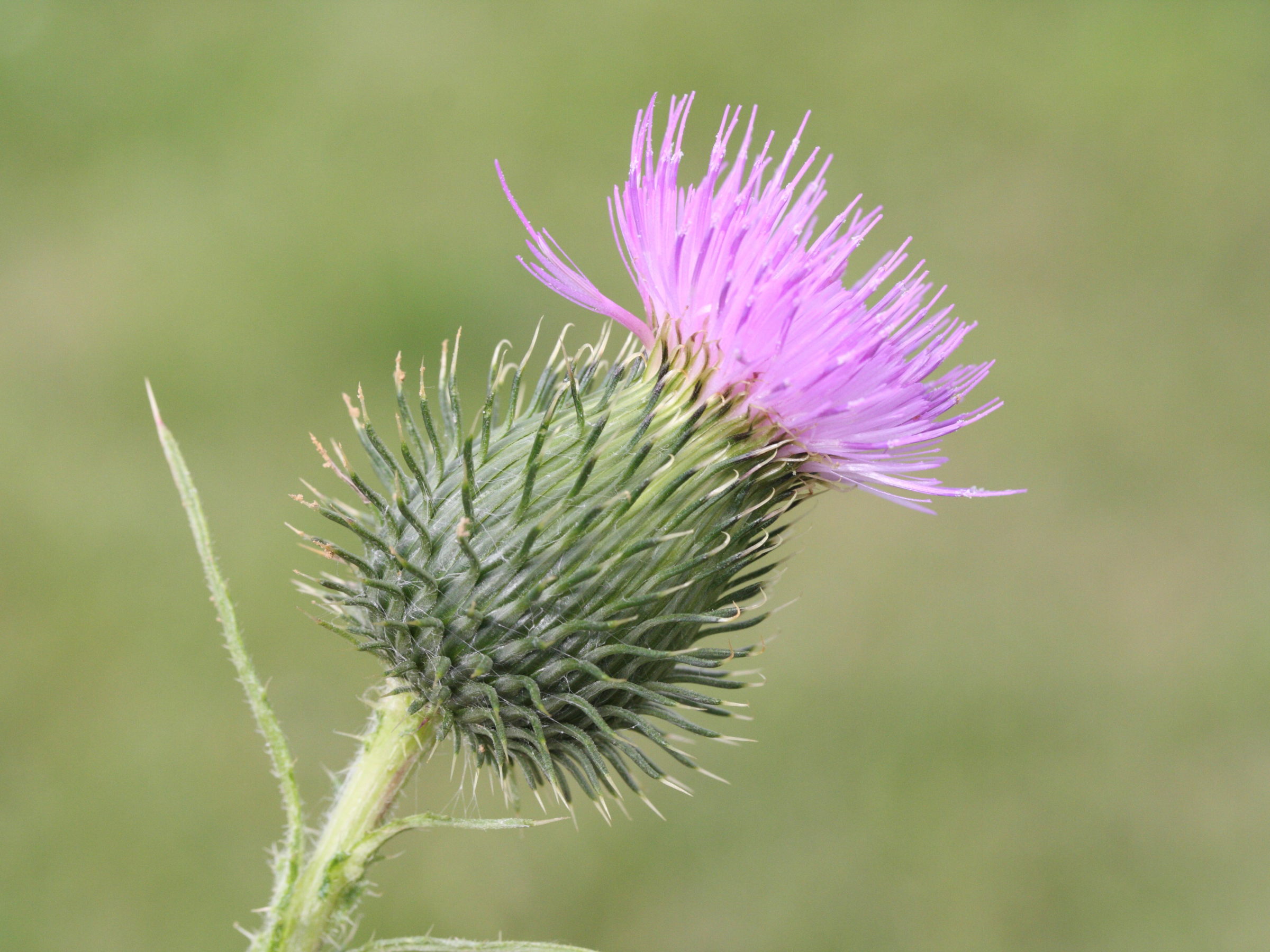 Afficher le média Cirsium_vulgare Cirsium_vulgare