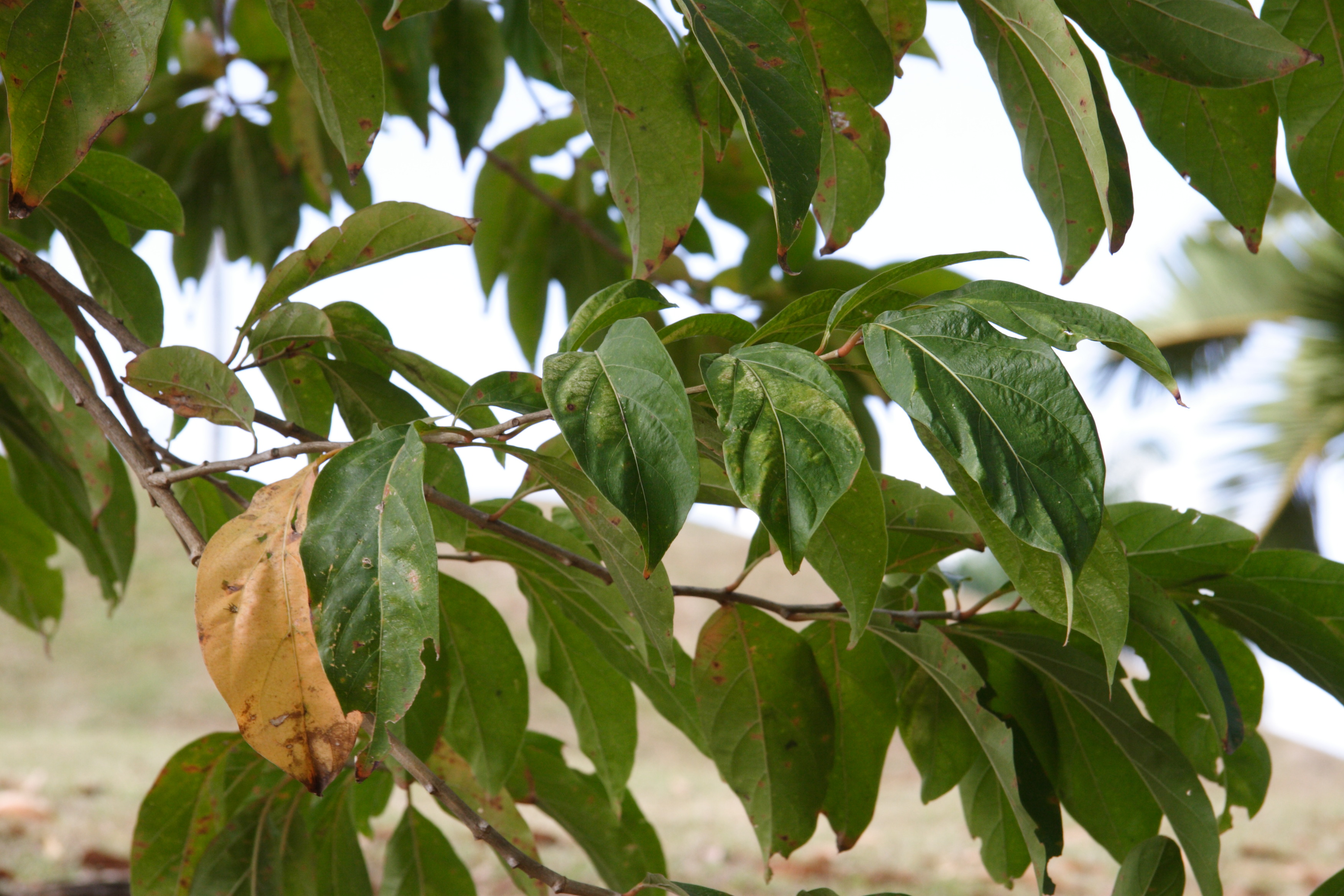 citharexylum_spinosum3md