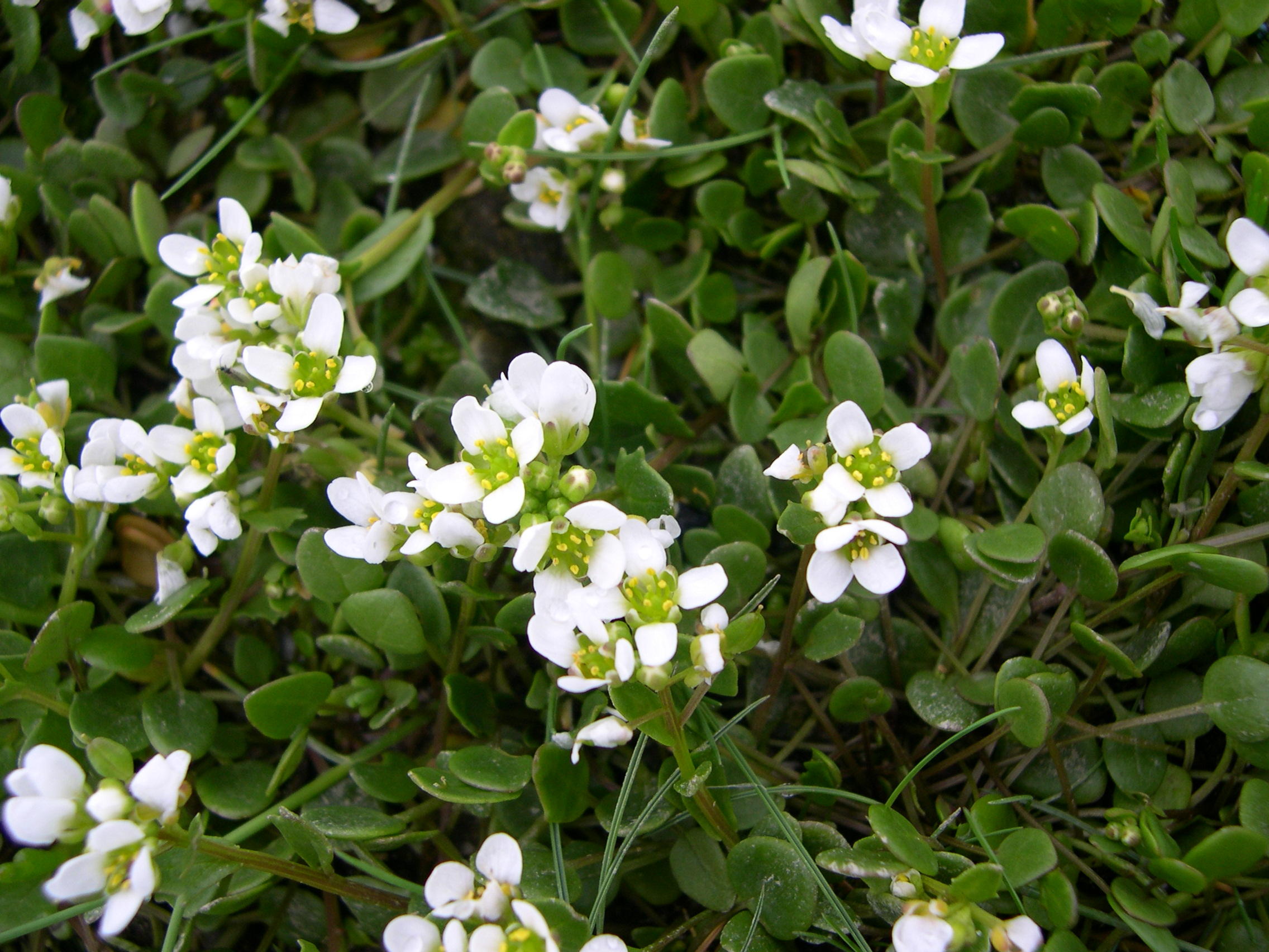 Afficher le média cochlearia_officinalis1md cochlearia_officinalis1md