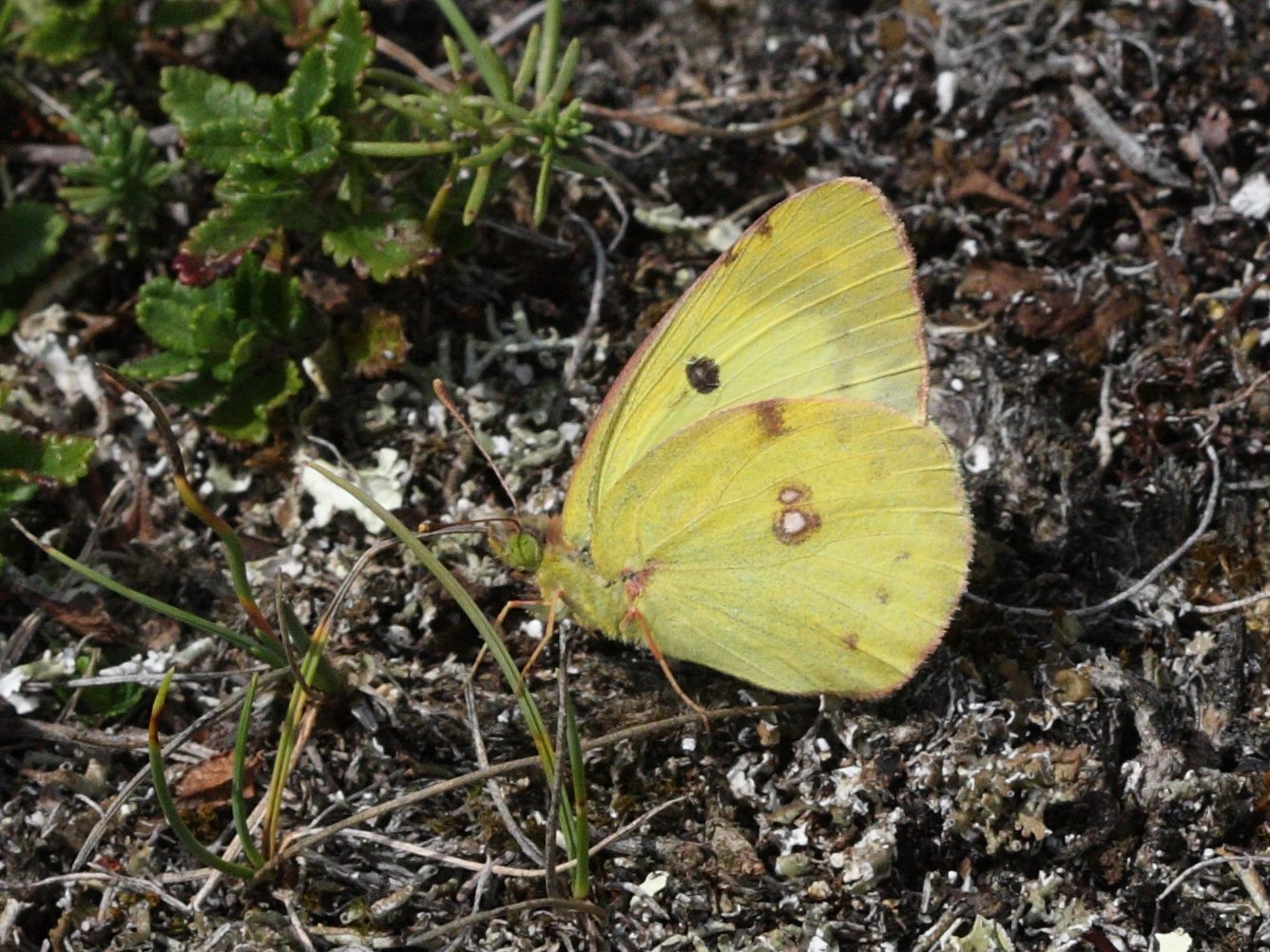 colias_alfacariensis1bd