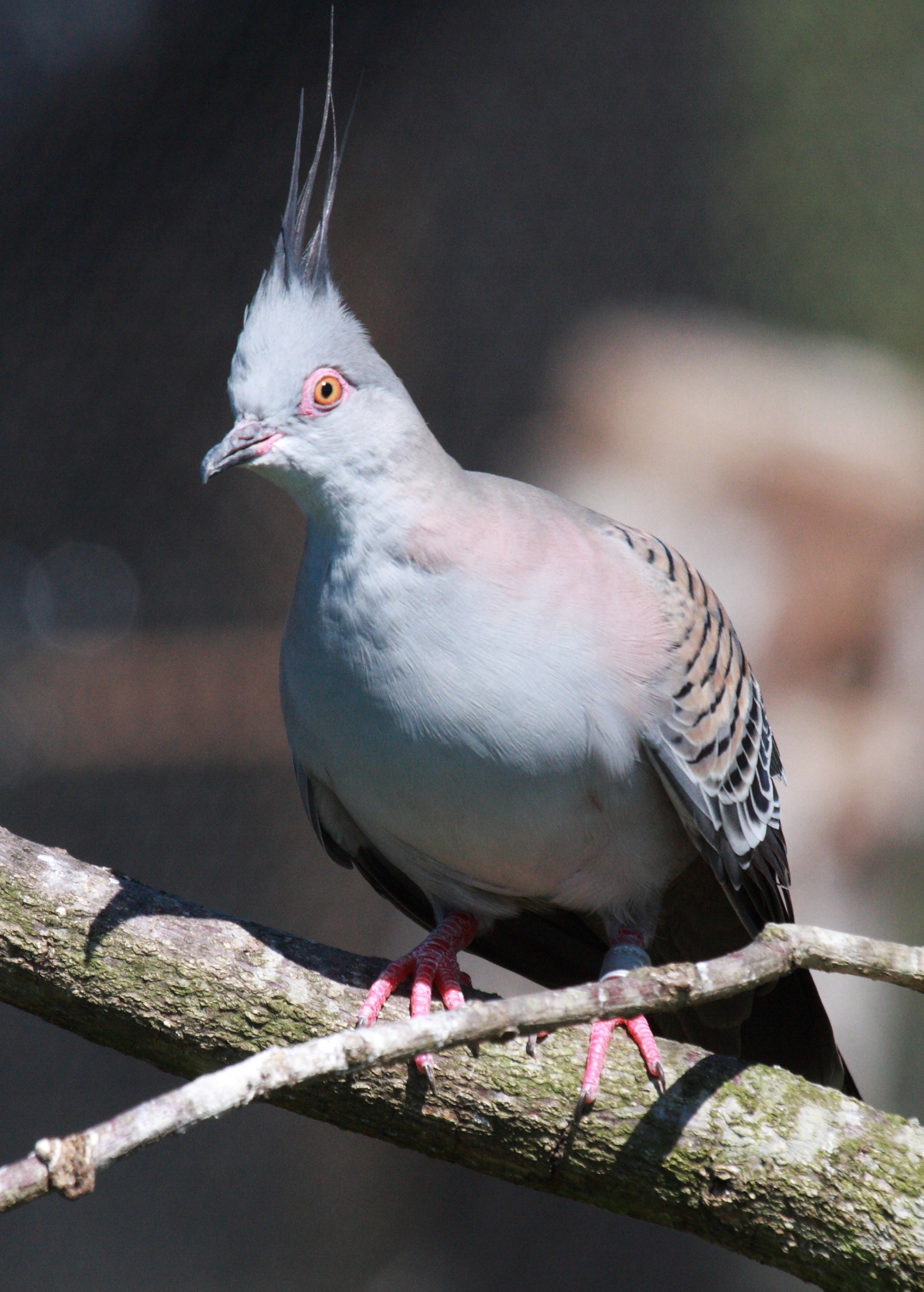 colombine_longup_-_ocyphaps_lophotes2bd