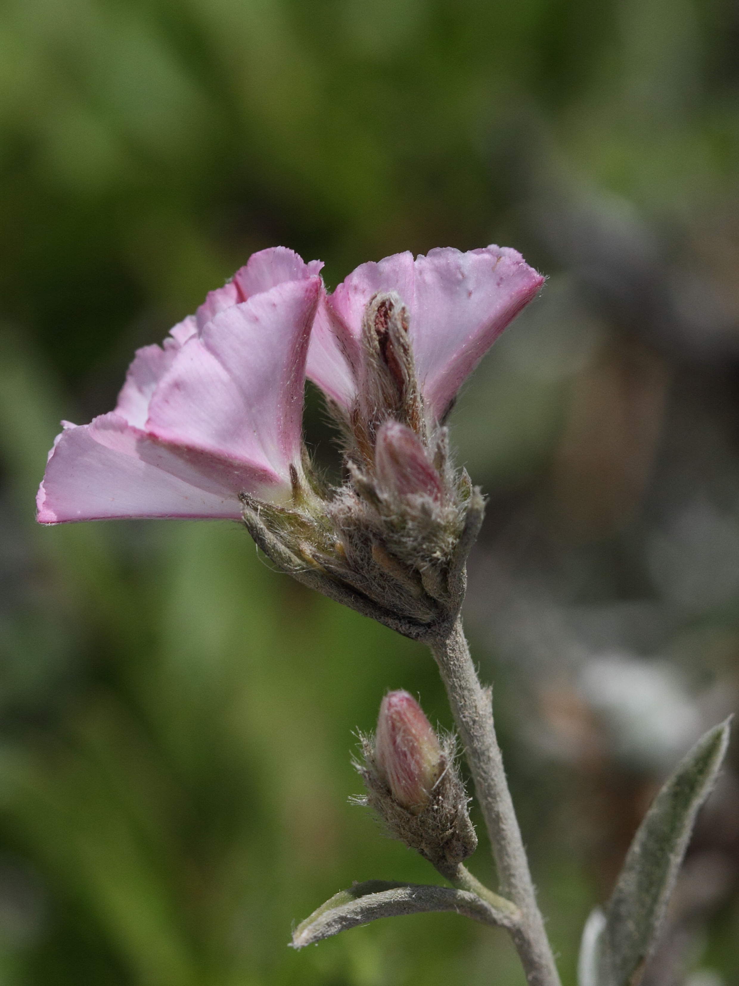 Afficher le média convolvulus_oleifolius5bd convolvulus_oleifolius5bd