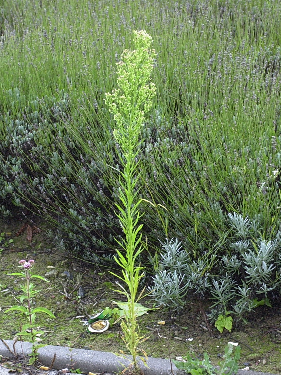 Afficher le média conyza_canadensis2md conyza_canadensis2md