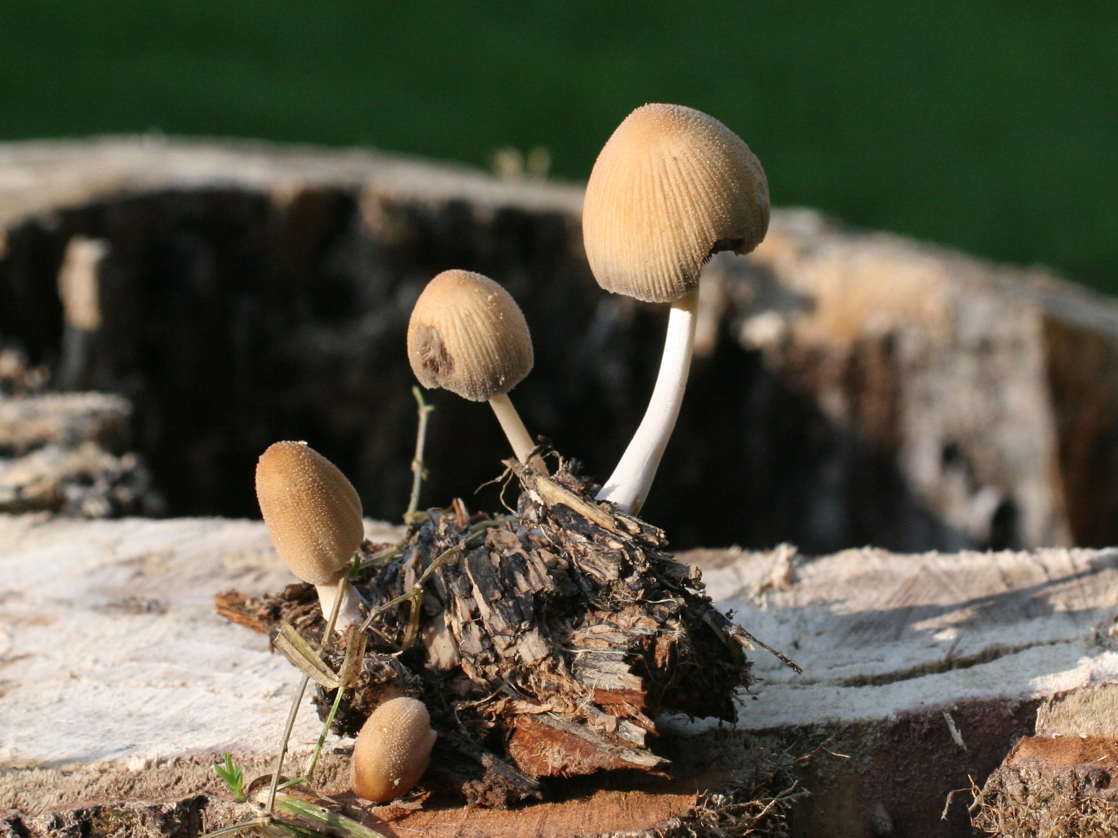 coprinellus_micaceus1md