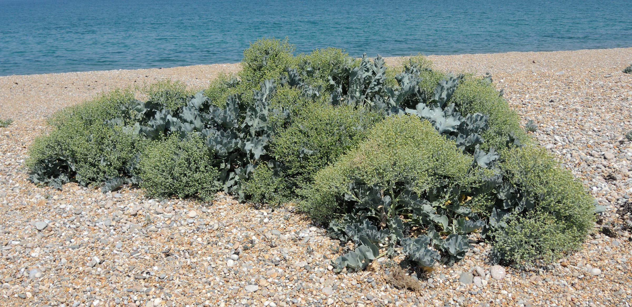 Afficher le média crambe_maritima5md crambe_maritima5md