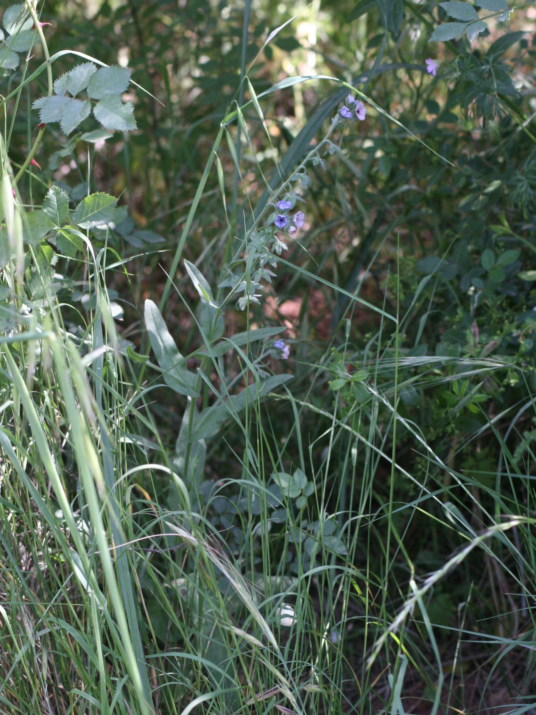 Afficher le média cynoglossum_creticum1amd cynoglossum_creticum1amd