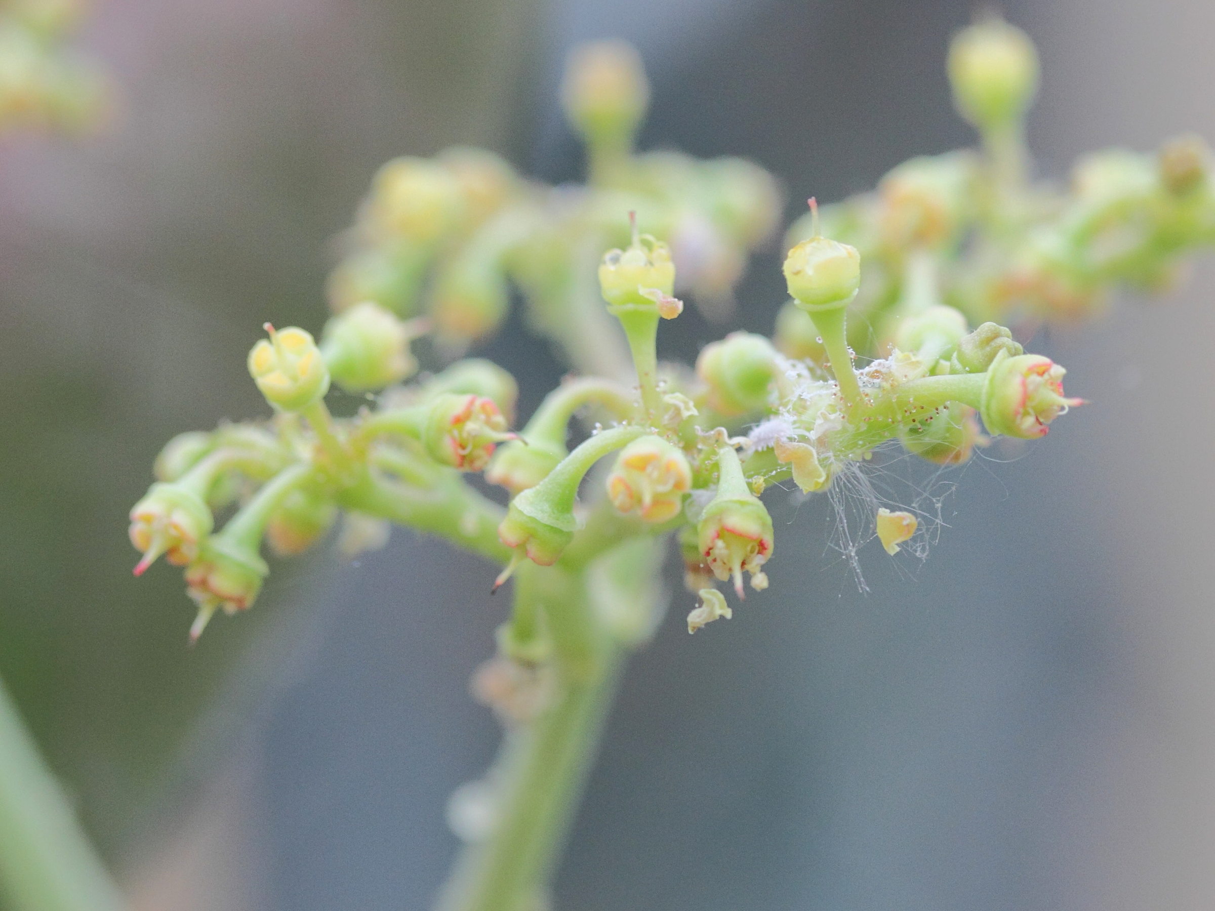 Afficher le média cyphostemma_cirrhosum2md cyphostemma_cirrhosum2md