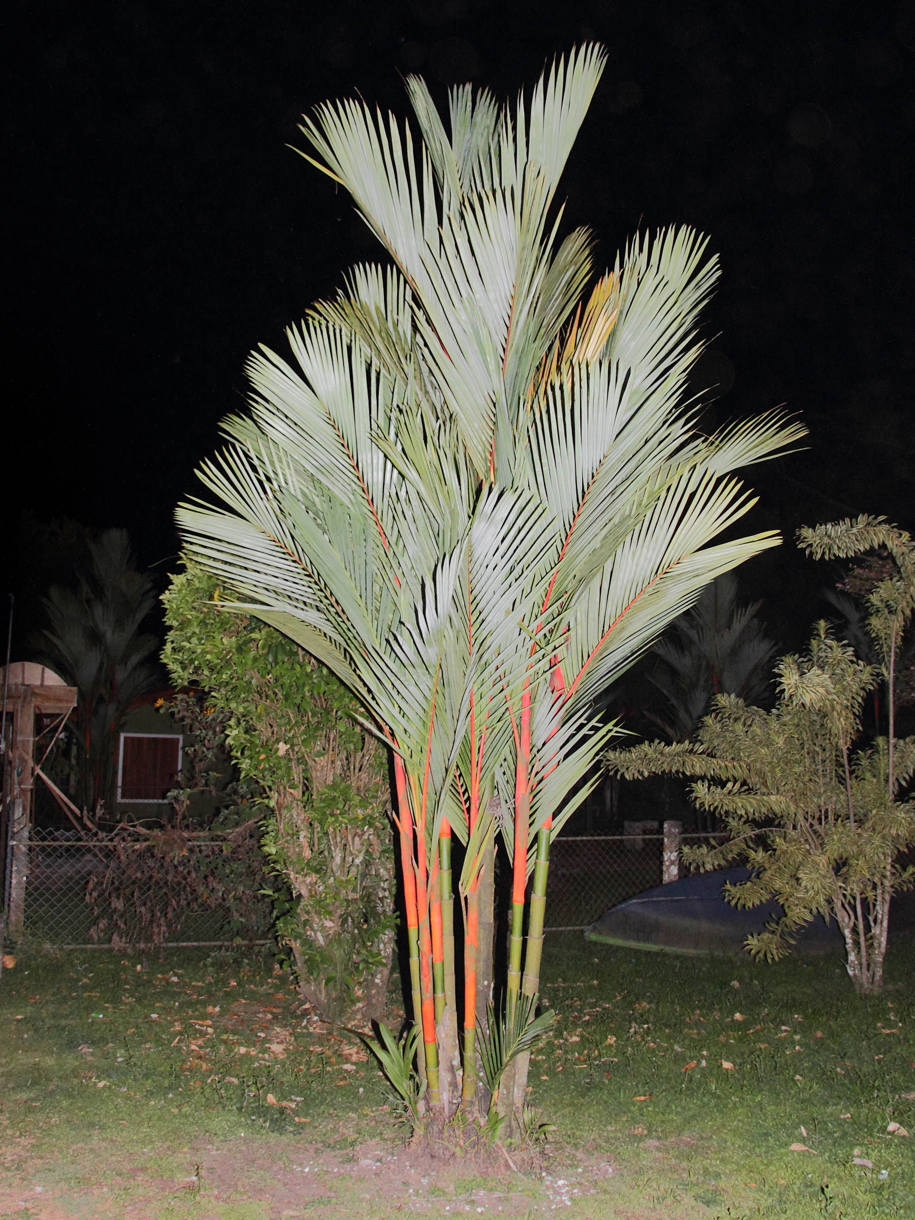 Afficher le média cyrtostachys_renda3md cyrtostachys_renda3md