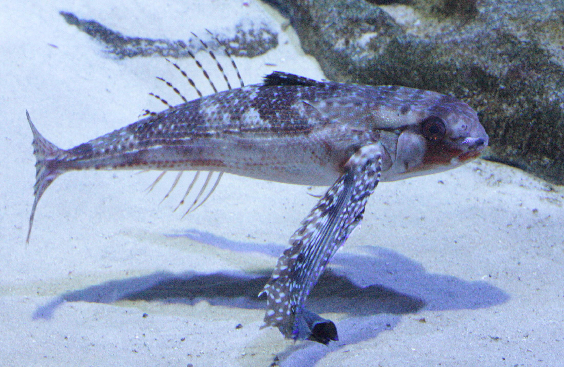 dactylopterus_volitans3bd