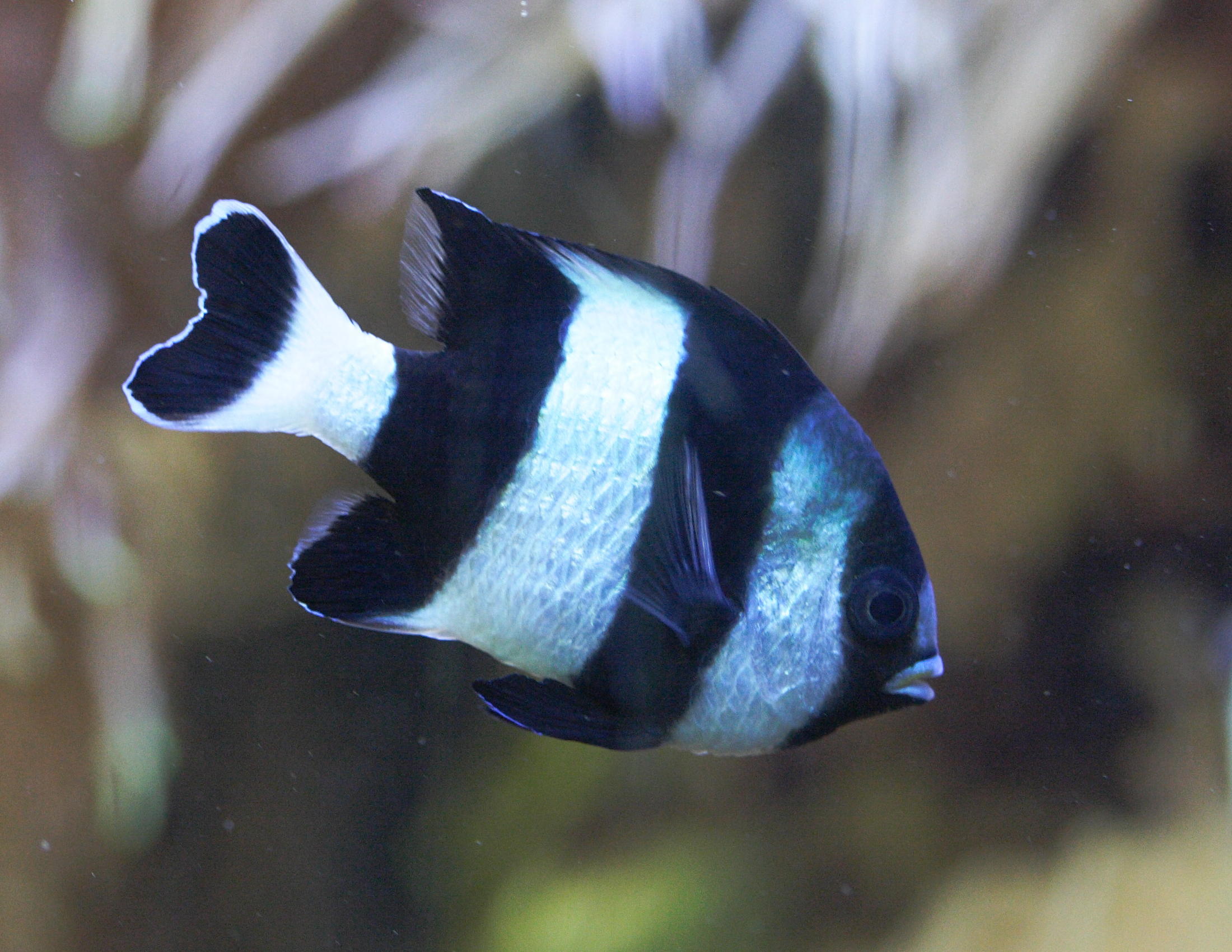 dascyllus_melanurus2md