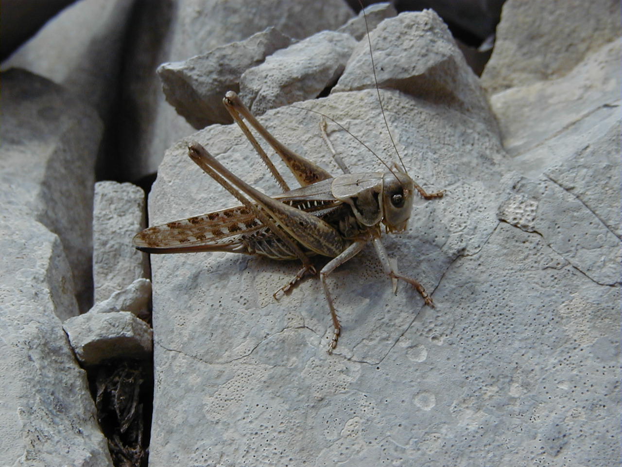 decticus_albifrons1md