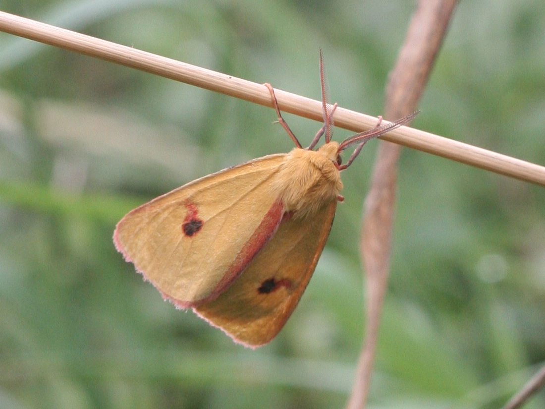 Afficher le média diacrisia_sannio1md diacrisia_sannio1md