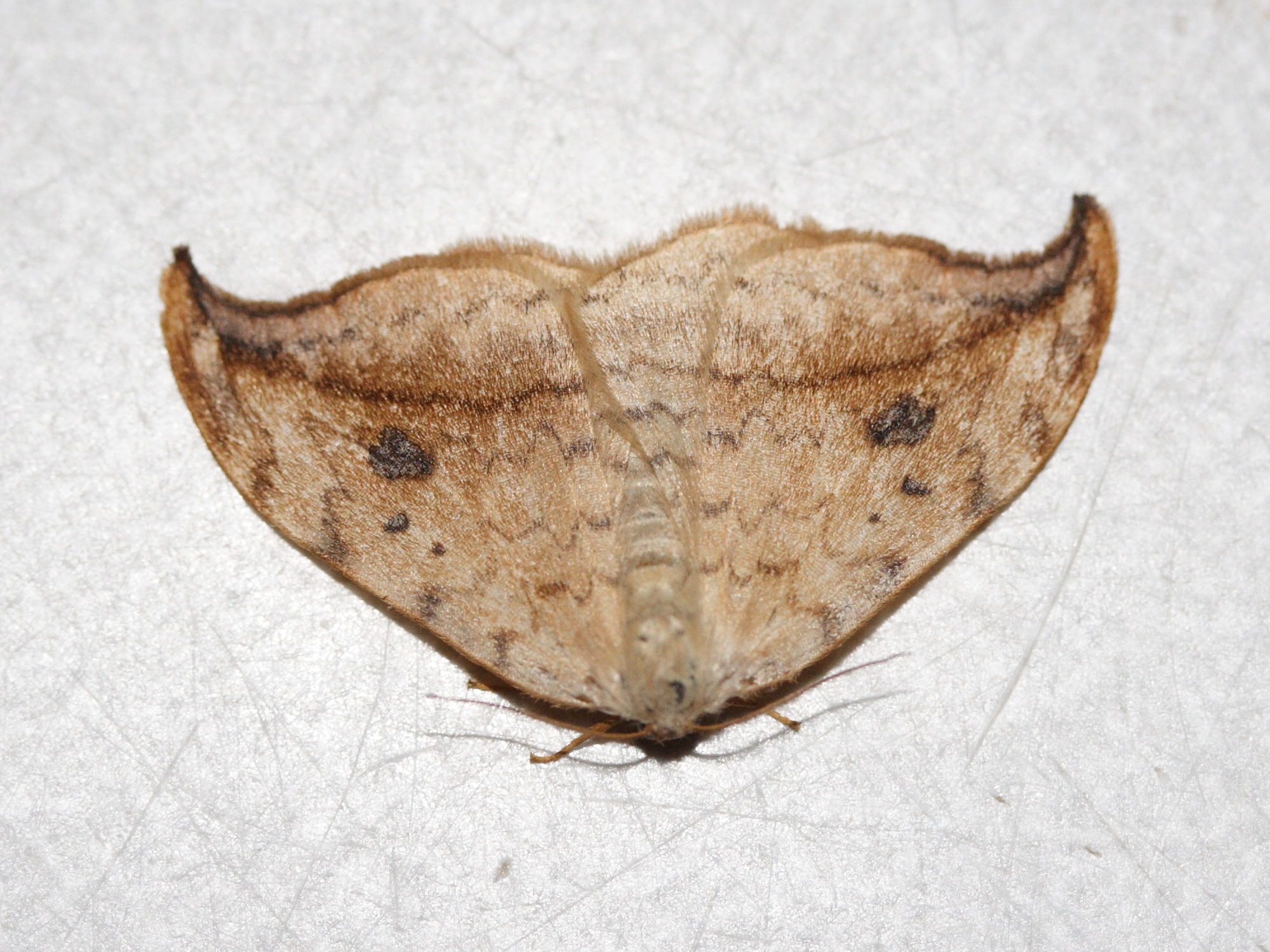 drepana_falcatoria1md