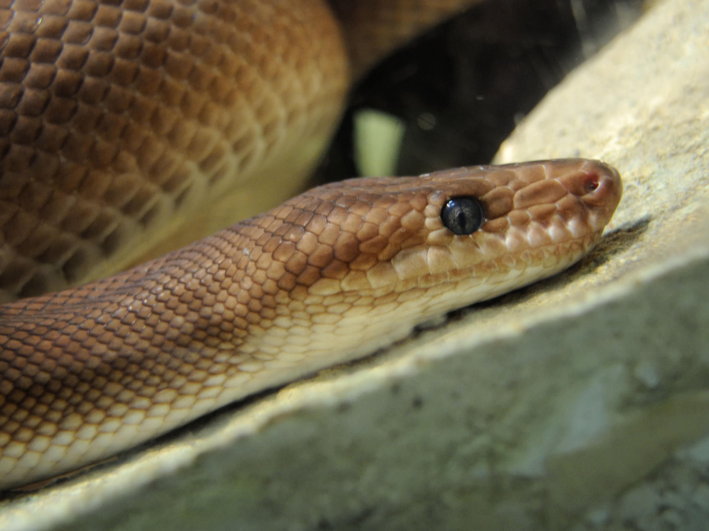 epicrates_cenchria1md