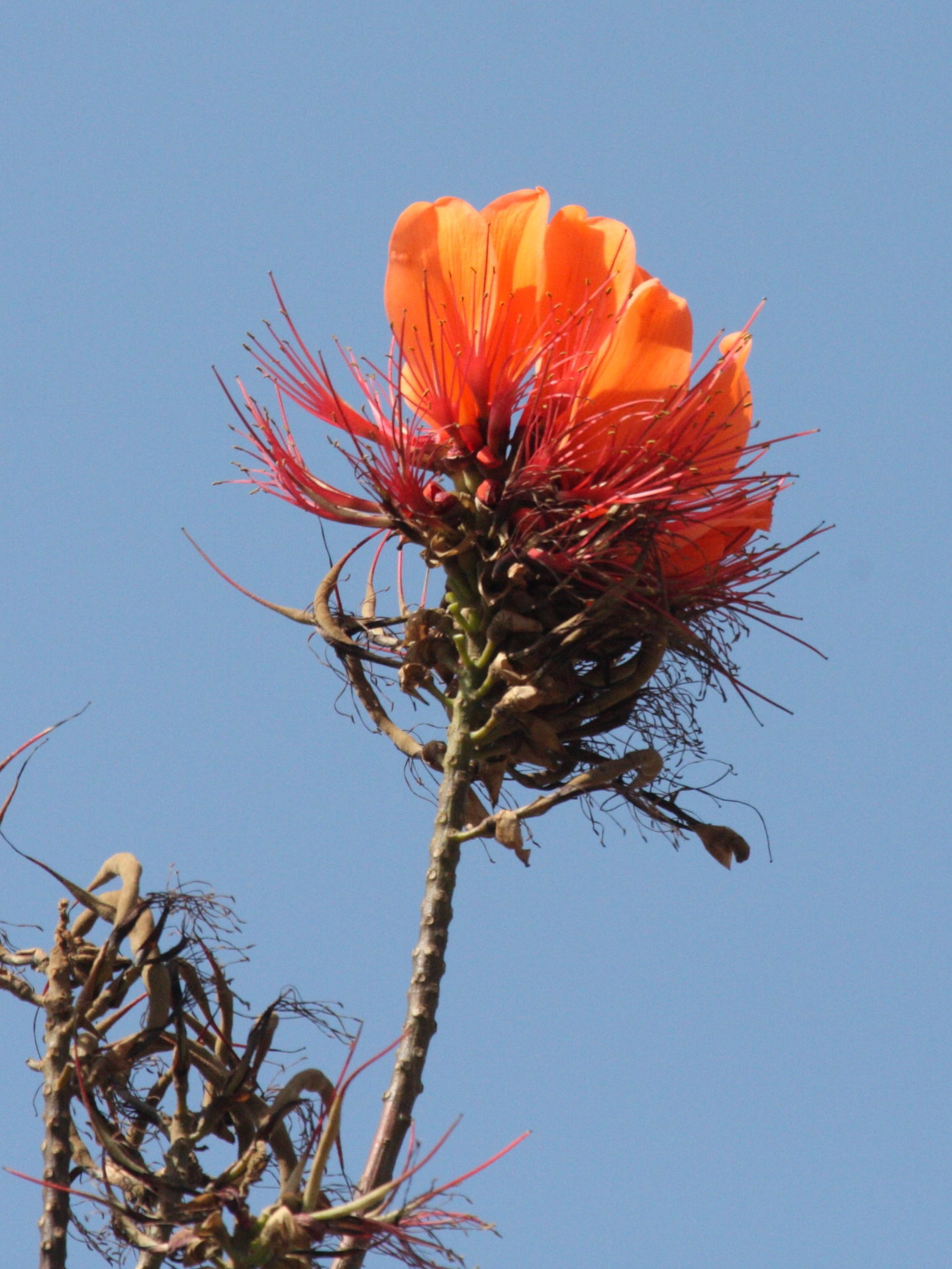 erythrina_corallodendrum2bd