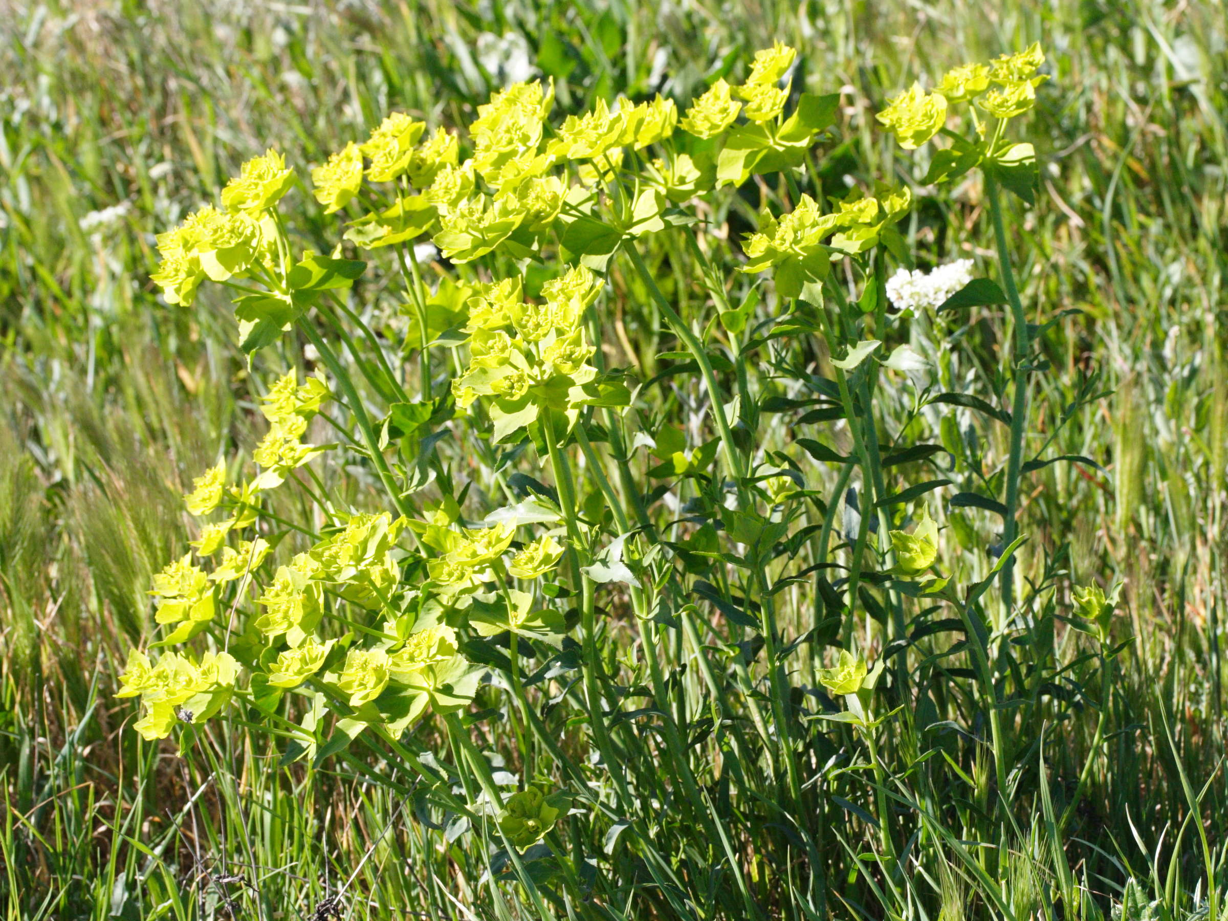 euphorbia_serrata1md