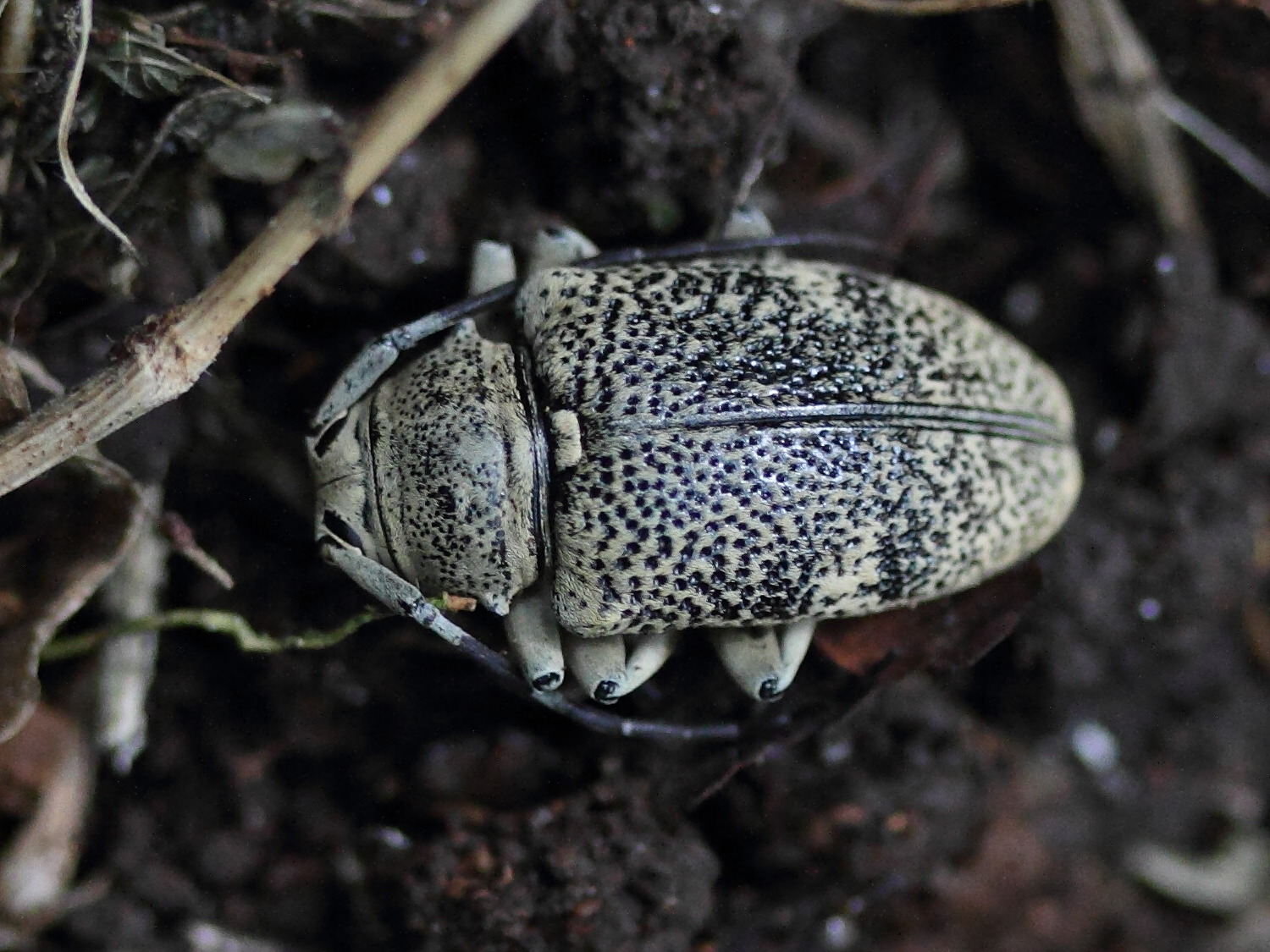 frea_johannae_johannae1md