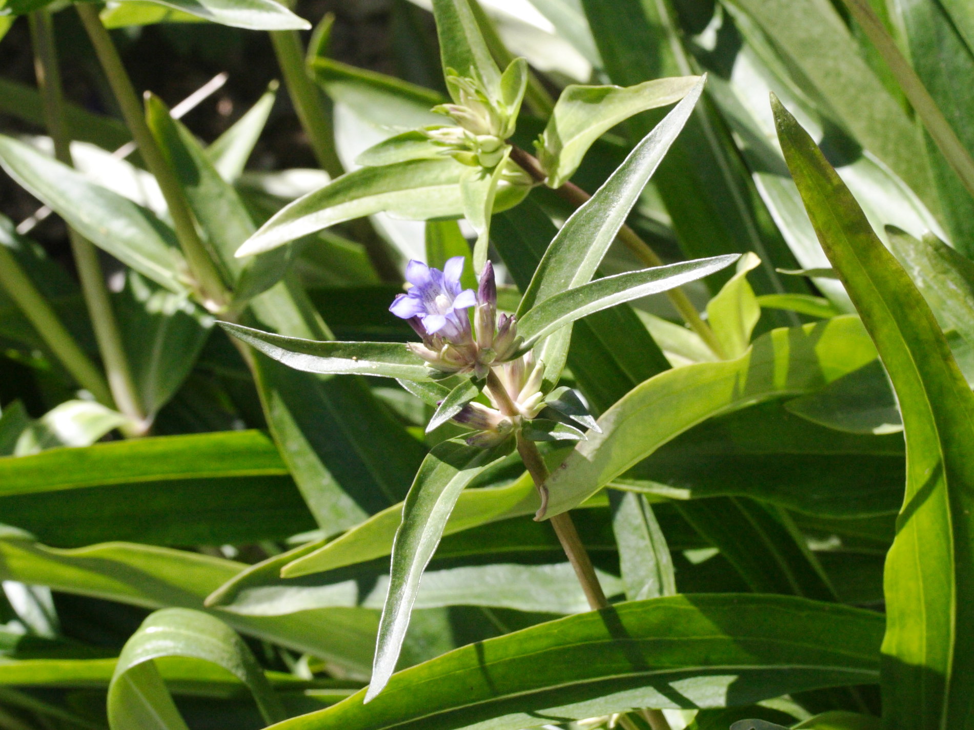 gentiana_fetisowi1md