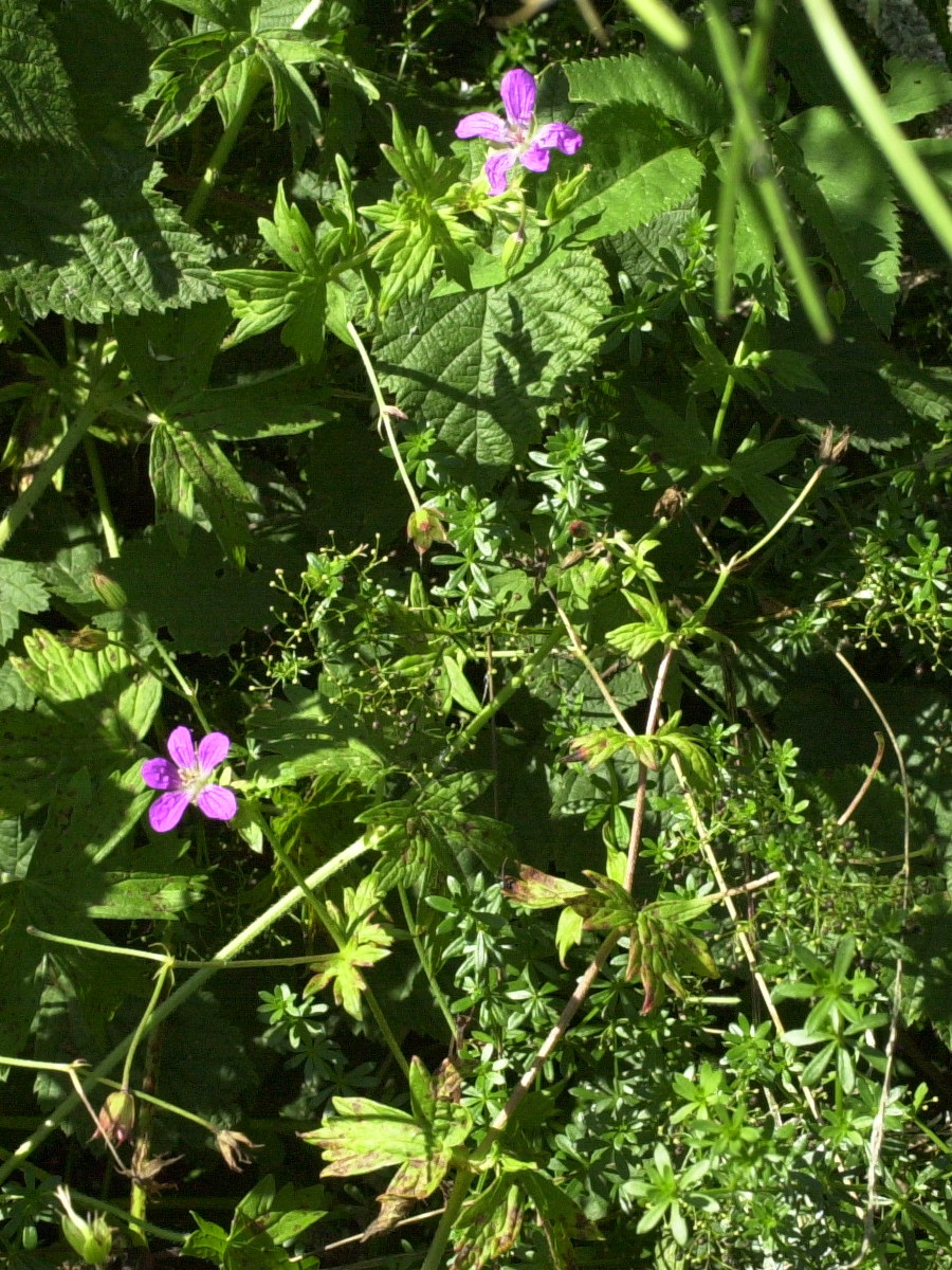 geranium_palustre1md