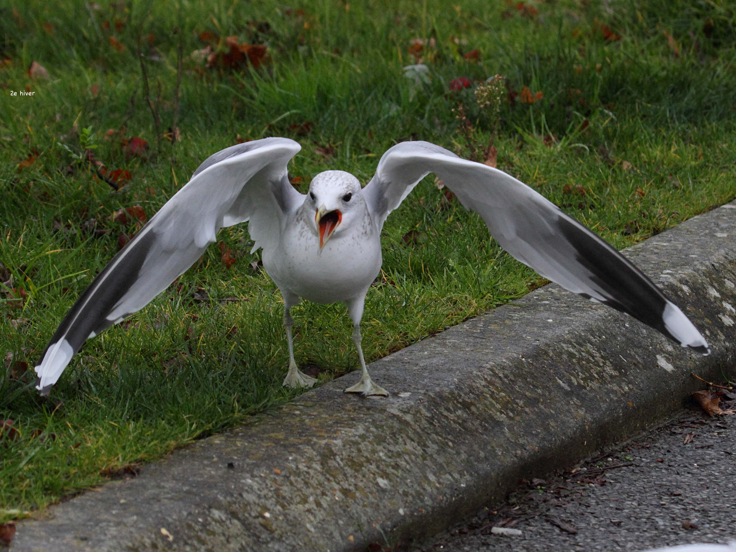 goeland_cendre_-_larus_canus5bd