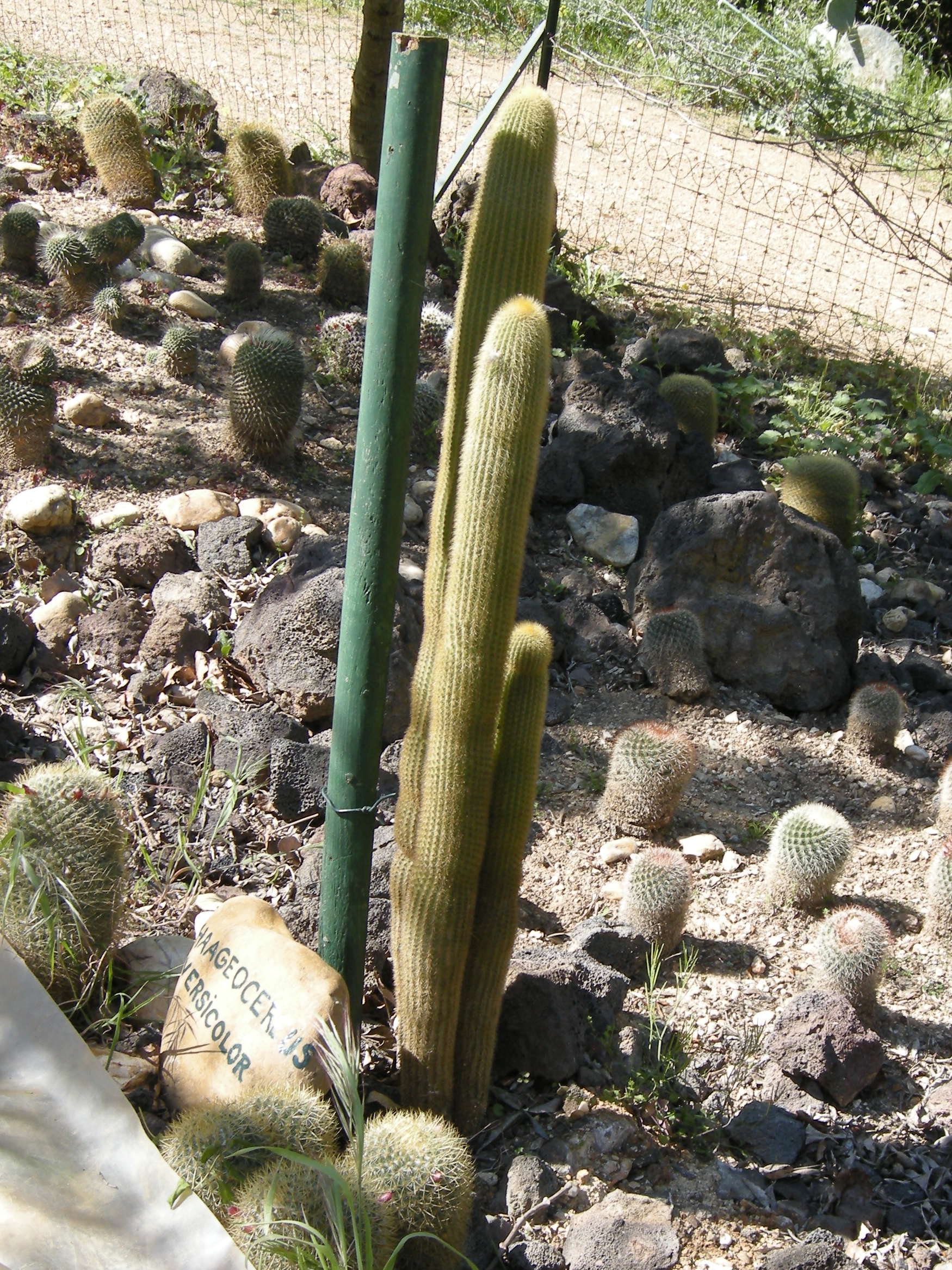 Afficher le média haageocereus_versicolor1bd haageocereus_versicolor1bd