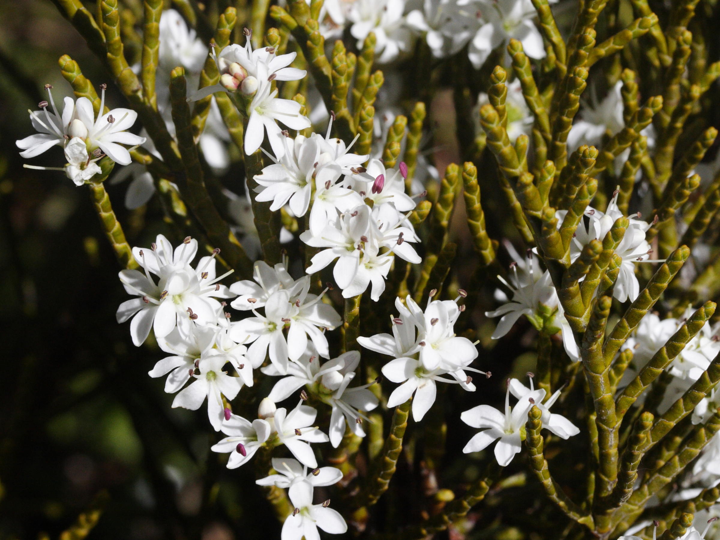 Afficher le média hebe_ochracea2md hebe_ochracea2md