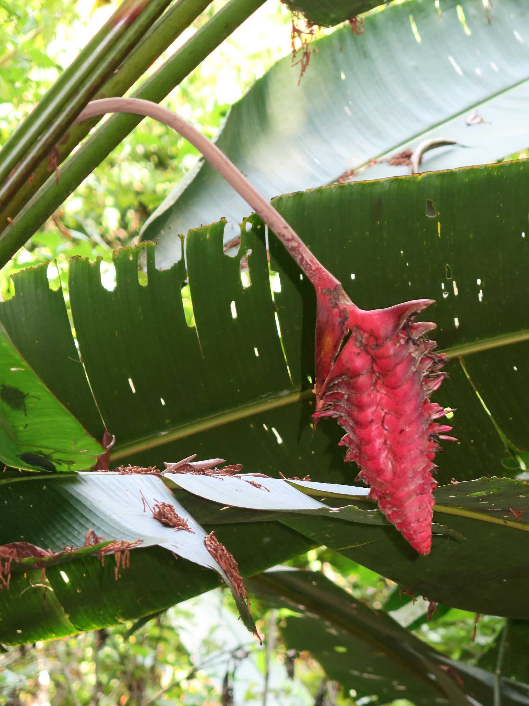 heliconia_curtispatha3md