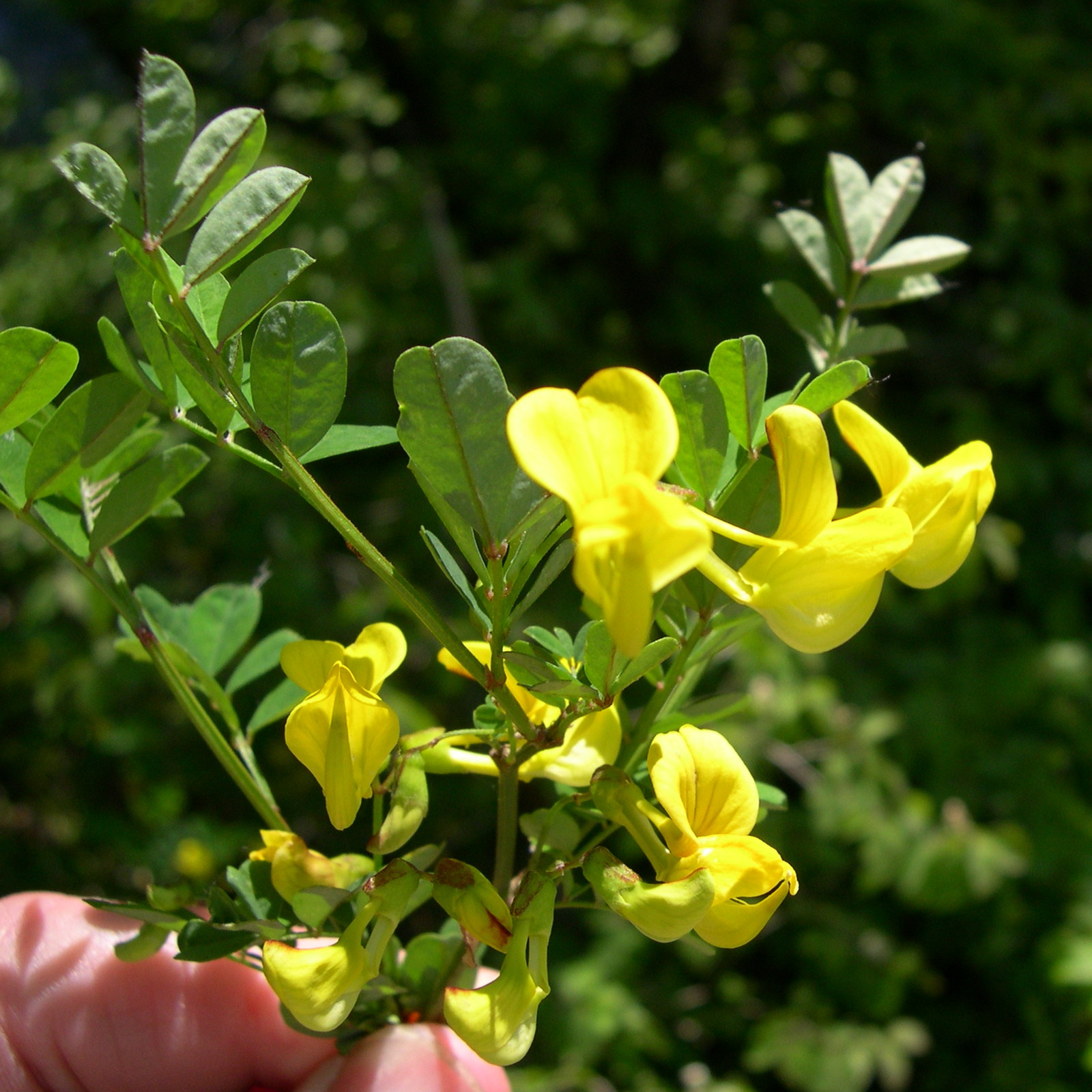 hippocrepis_emerus2md