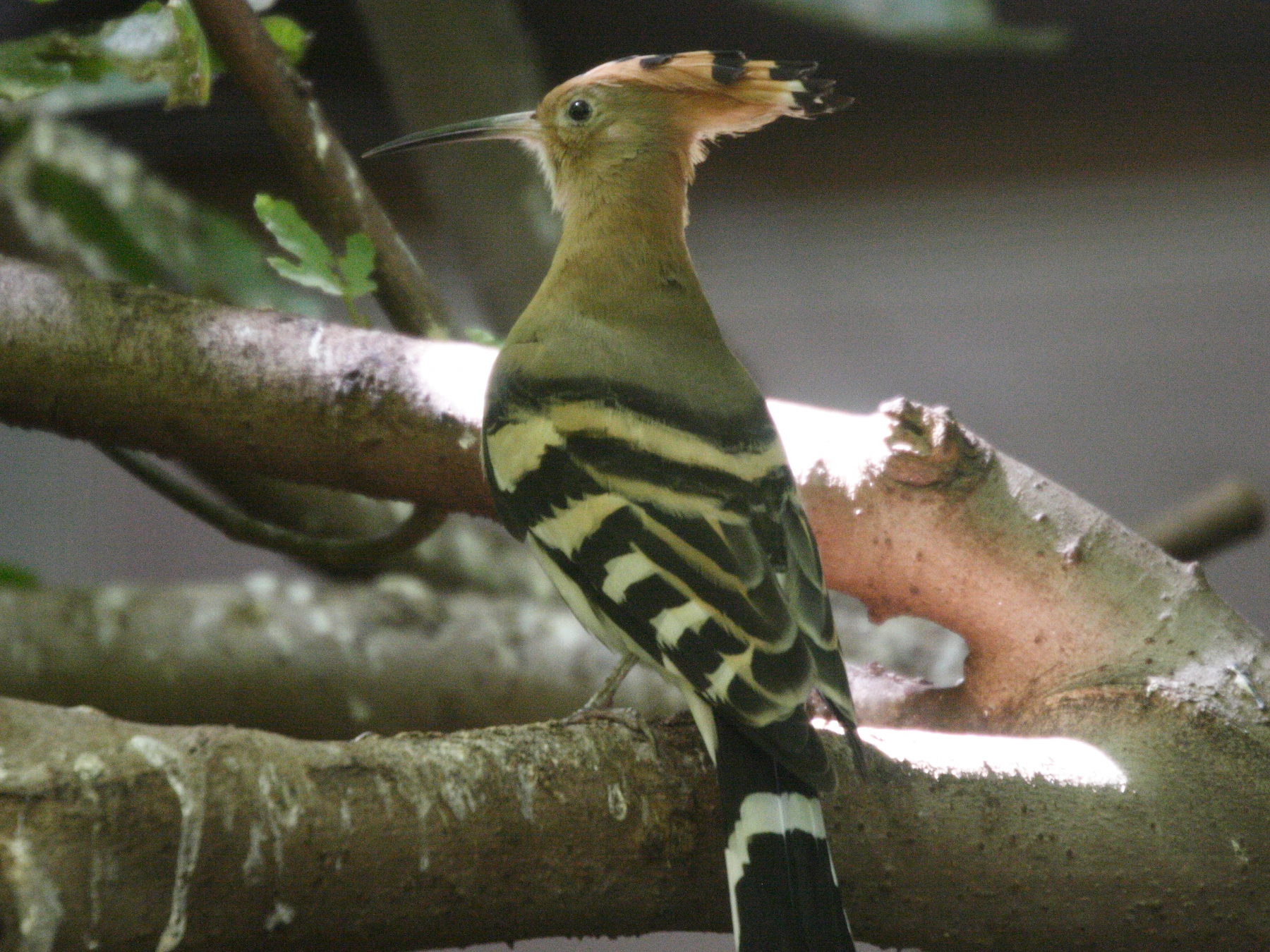 huppe_fasciee_-_upupa_epops5md