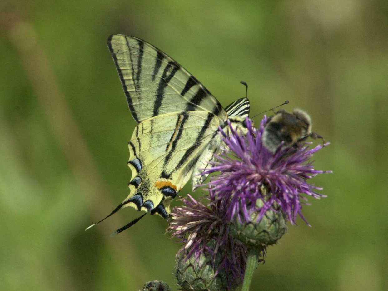 iphiclides_podalirius2md