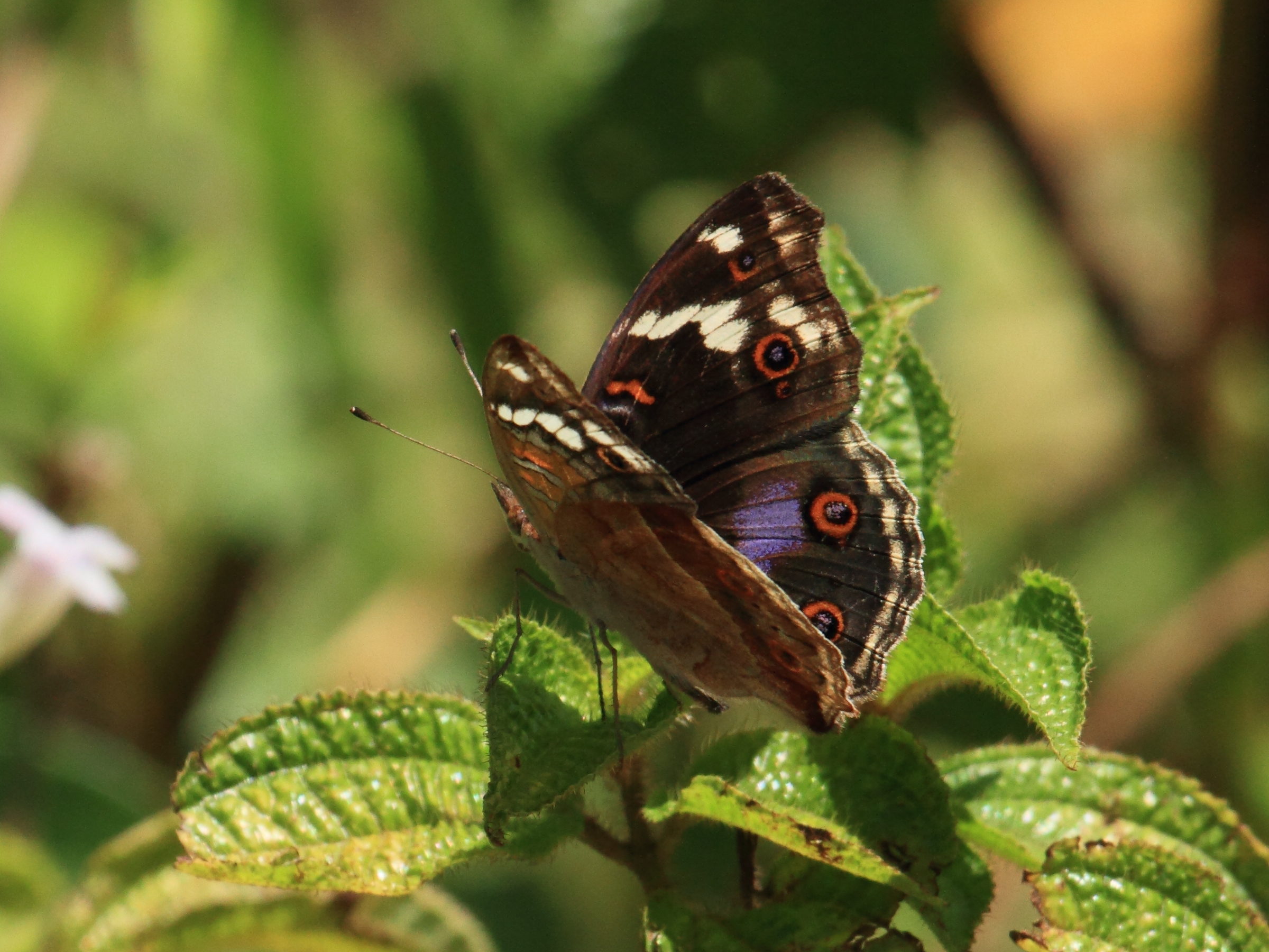 junonia_oenone_epiclelia1bd