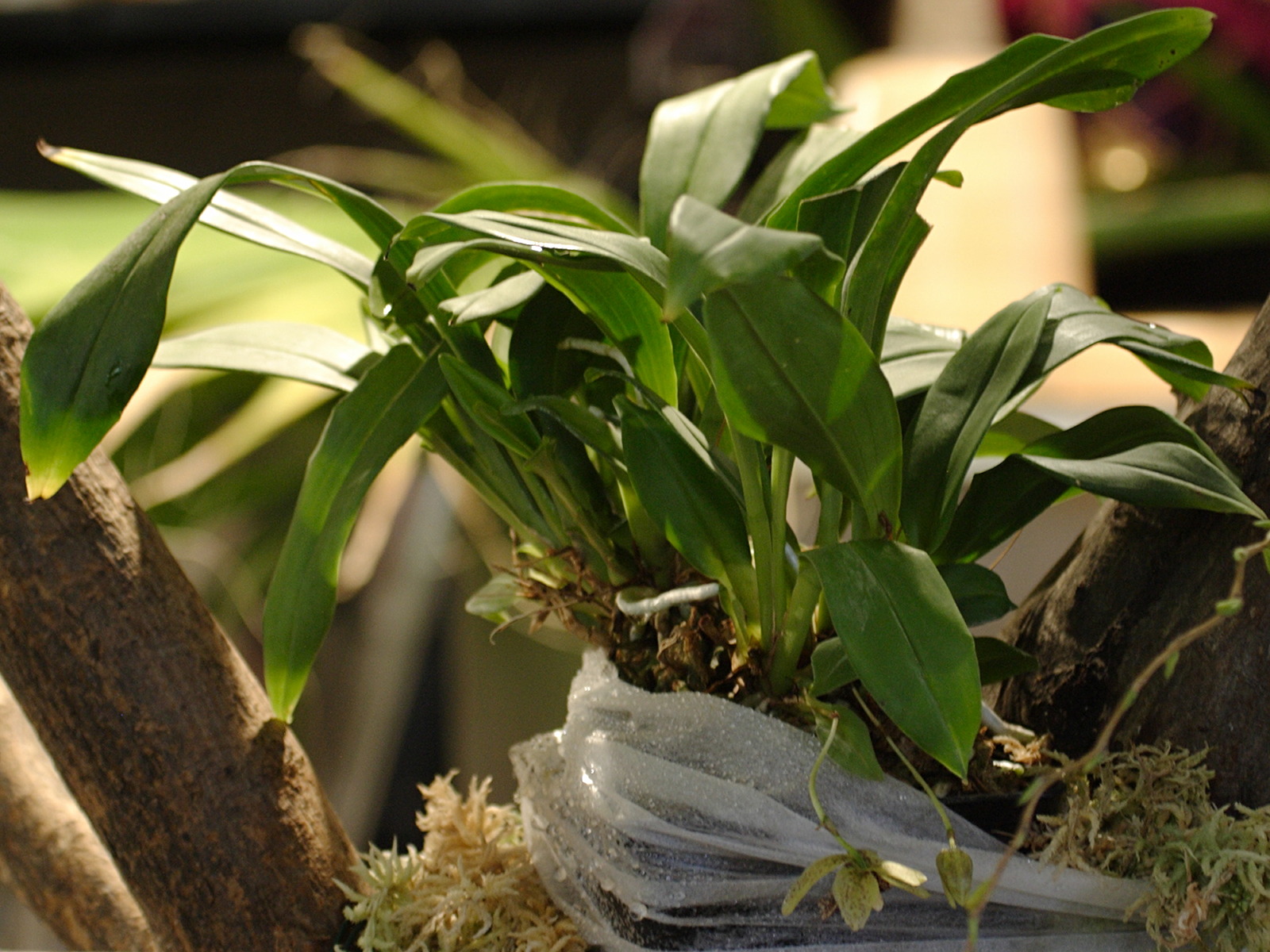 Afficher le média kefersteinia_graminea1bd kefersteinia_graminea1bd