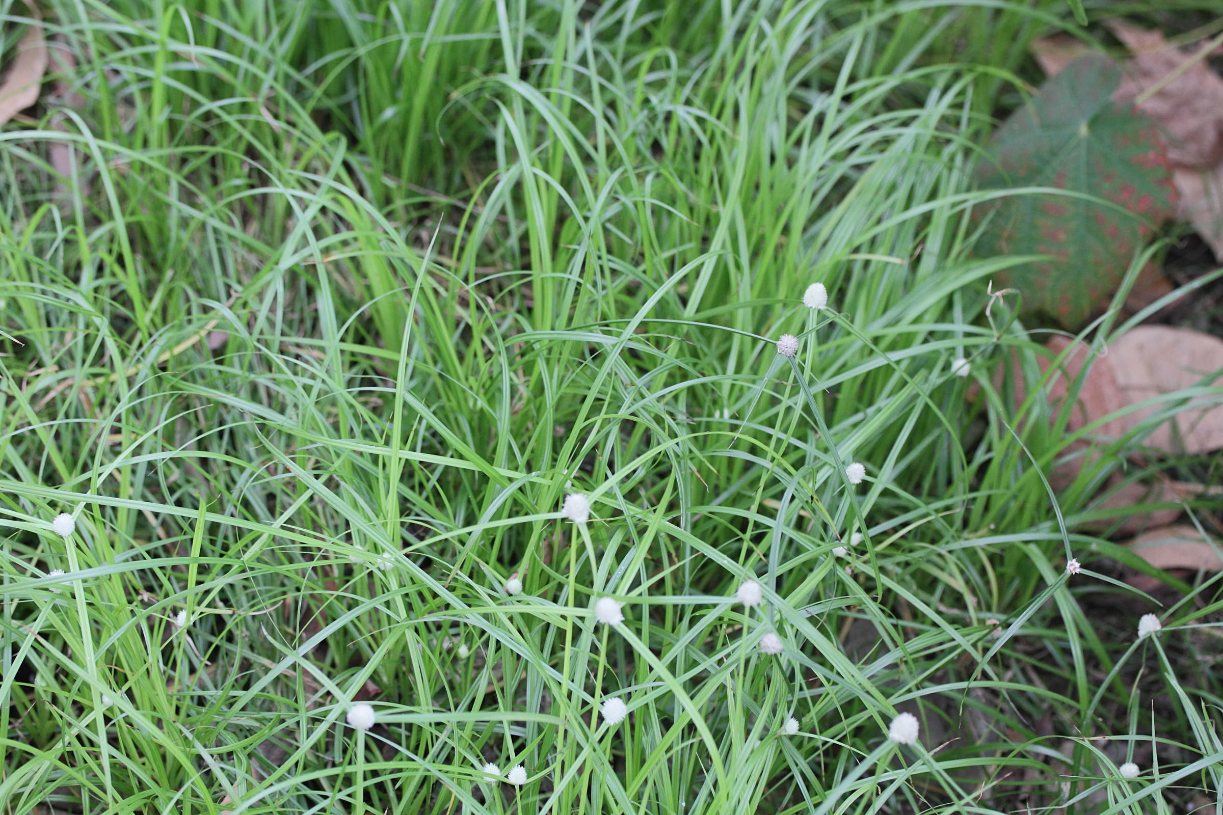 kyllinga_monocephala1md