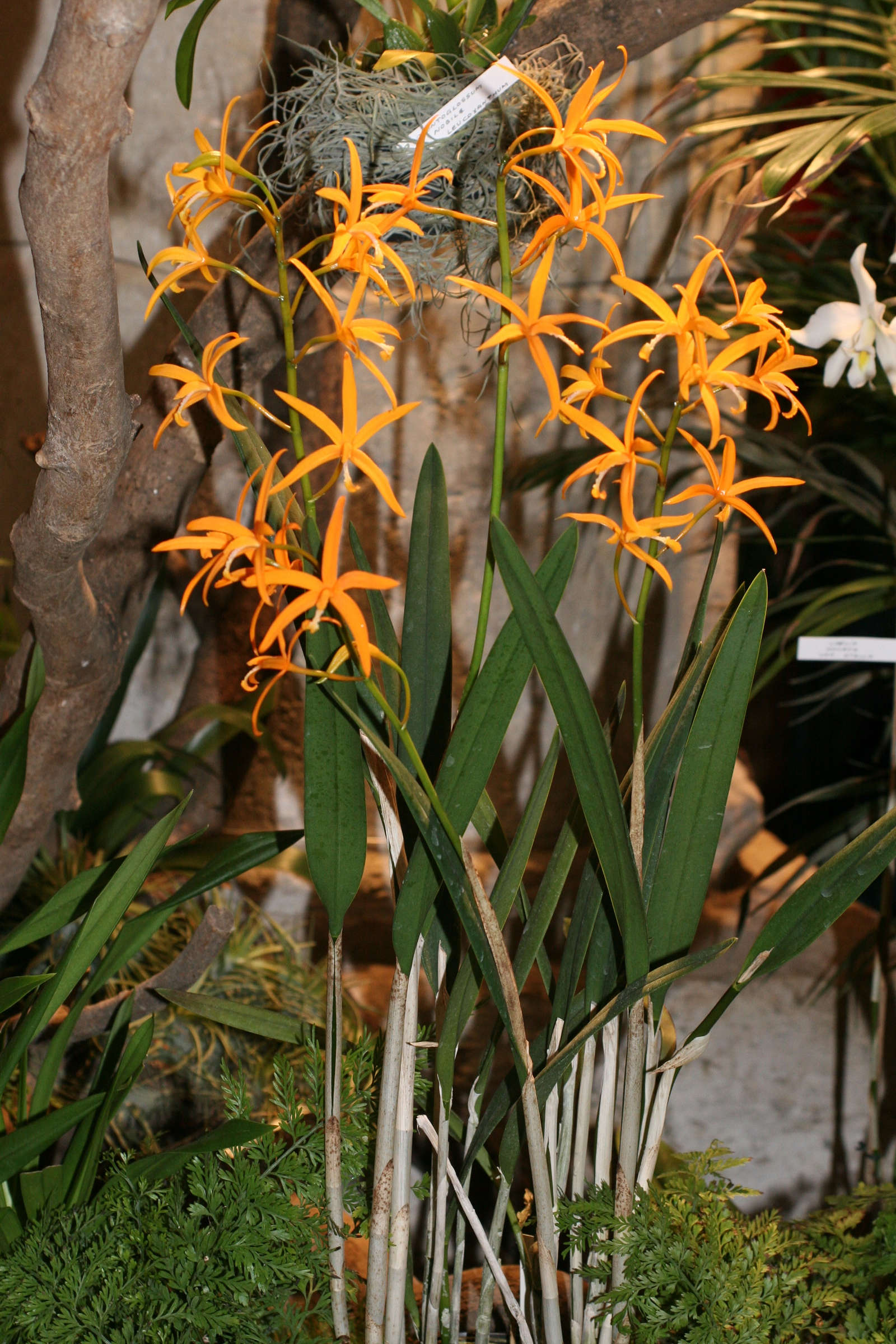 laelia_harpophylla1md