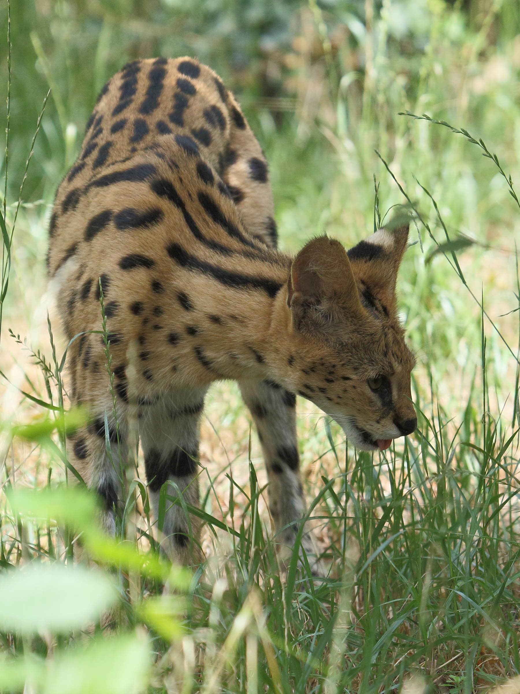 Leptailurus_serval
