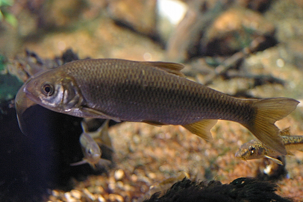 leuciscus_leuciscus1md