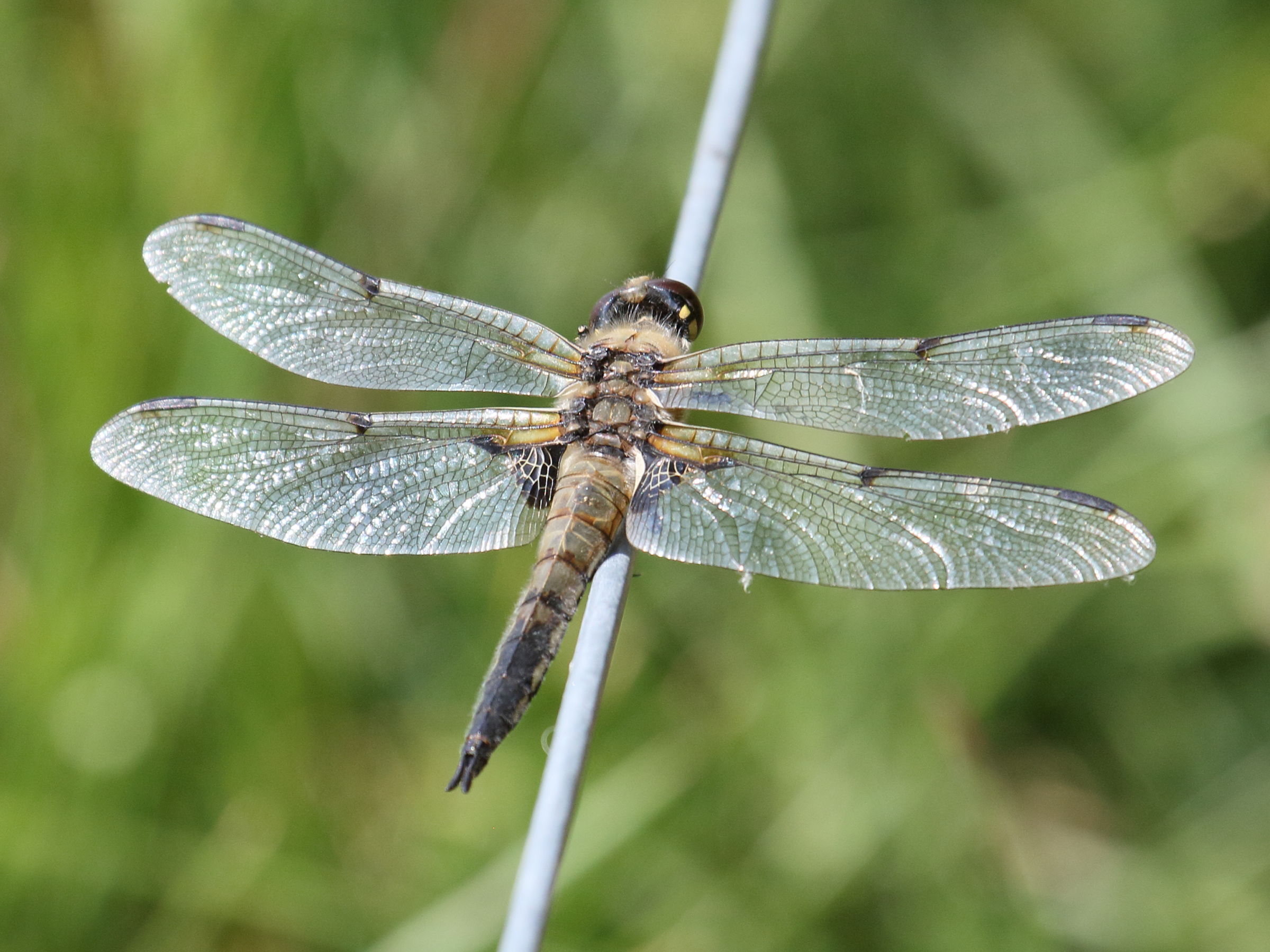 Afficher le média libellula_quadrimaculata1bd libellula_quadrimaculata1bd